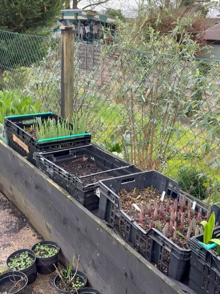 What a busy, busy Sunday! 

We haven&rsquo;t really shown much of what&rsquo;s been going on in the garden this winter because&hellip; well&hellip; it&rsquo;s been absolutely miserable with the cold and rain. Between illnesses and our other jobs bein