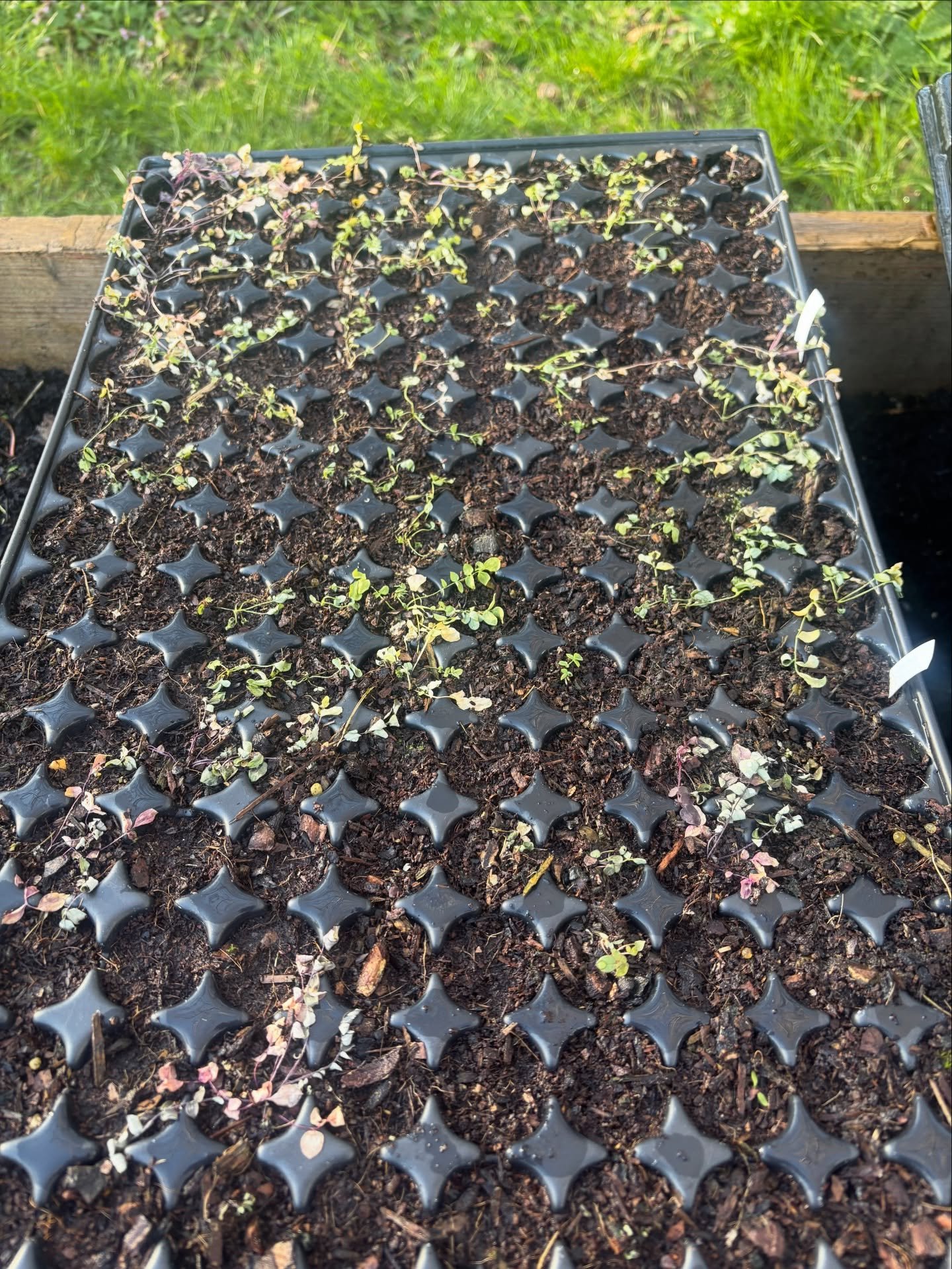 The first casualties of the greenhouse 😅 I couldn&rsquo;t get over to open the door today and temperatures in there hit over 53&deg;C 😳 RIP to these stock, polemonium and strawflower seedlings.
So if you ever think &ldquo;how come the professionals