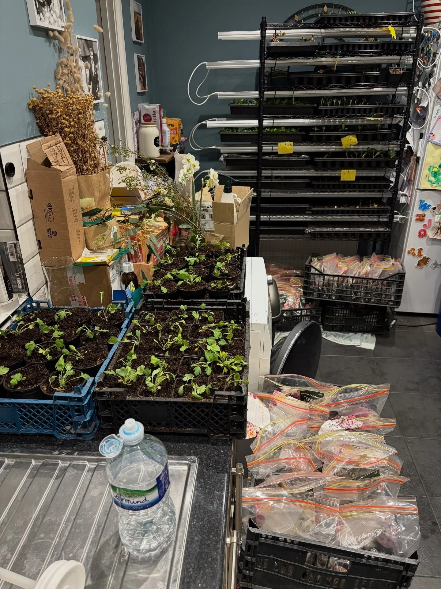 The glamorous reality of micro flower farming&hellip; 🌱
My kitchen is currently doubling as a nursery. Seedlings desperate to be potted on, dahlias waking up from their winter sleep, and somewhere under all of this there&rsquo;s supposedly a worktop