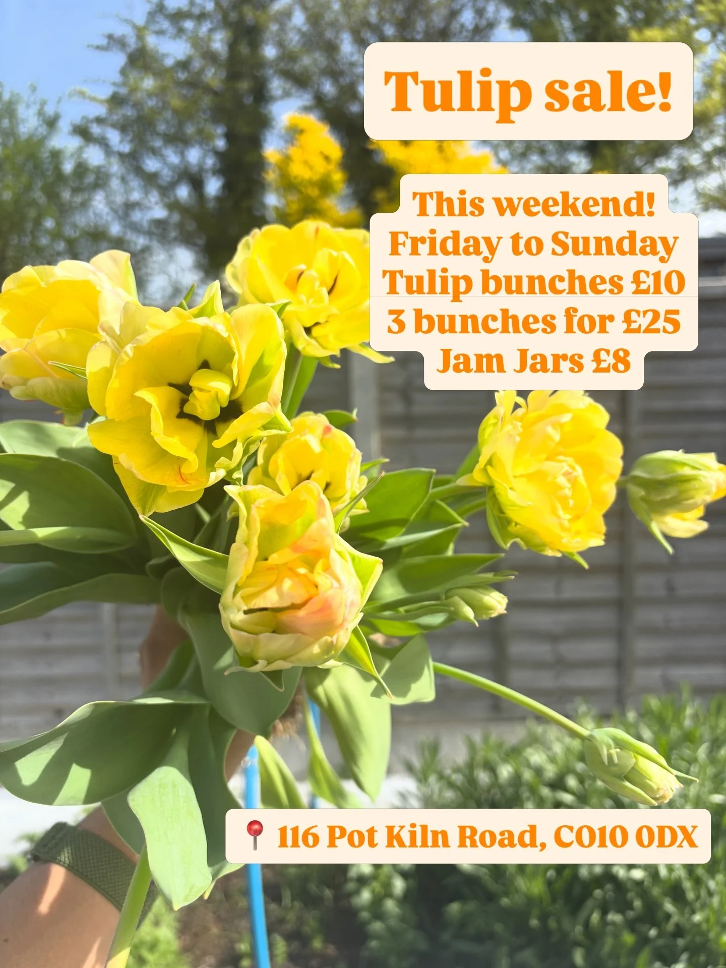 🌷 TULIP GLUT! 🌷
Well, the sunshine has done its thing and every single tulip in the garden has decided today is the day. They&rsquo;re beautiful, they&rsquo;re bountiful, and they absolutely will not wait for me to find a fridge.
So &mdash; flash s