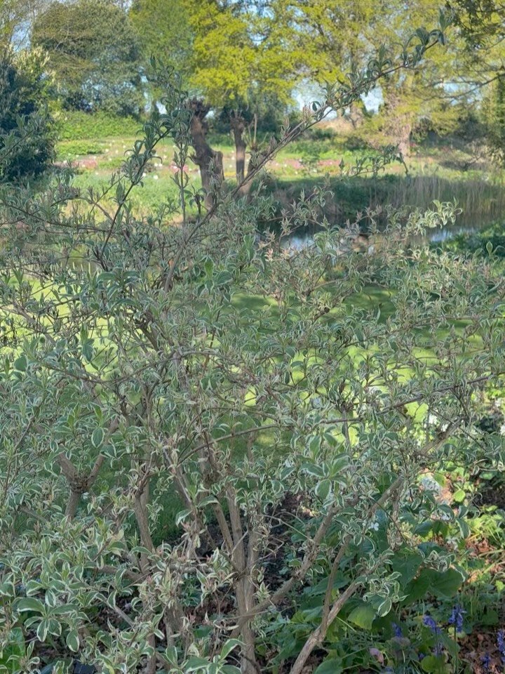 I&rsquo;ve been sitting with Saturday since it happened and I&rsquo;m still not sure I&rsquo;ve fully processed it.

Hortistry hosted their first Propagation Masterclasses at Beth Chatto&rsquo;s Plants &amp; Gardens &mdash; and I was lucky enough to 