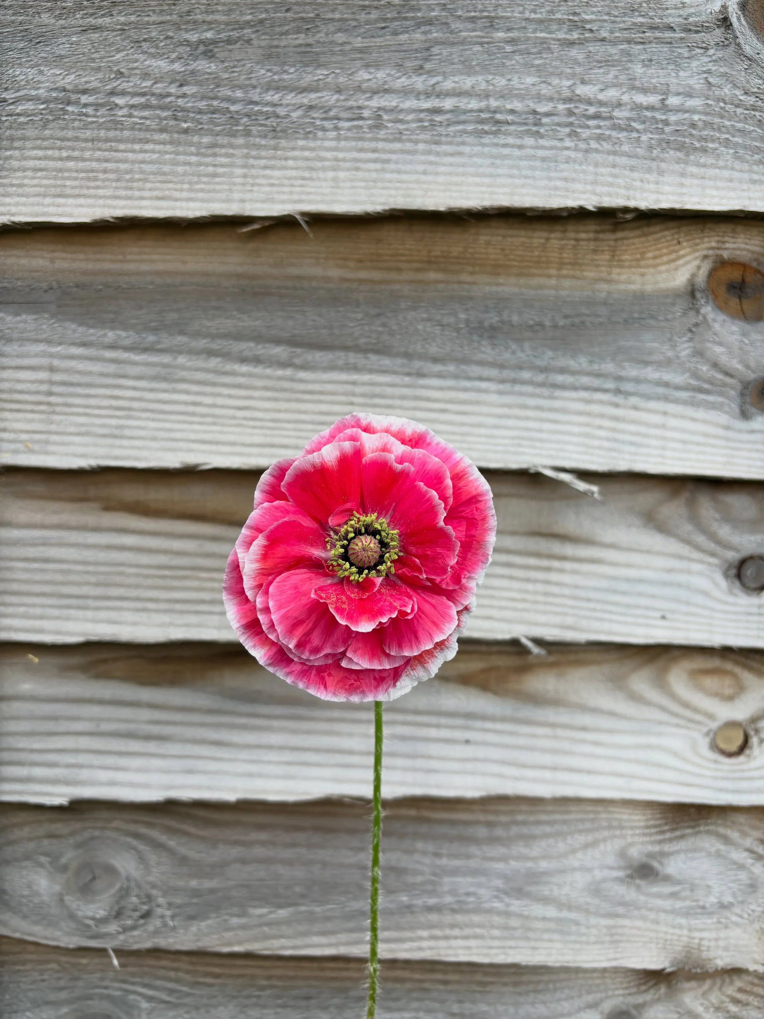 Meet the poppy I definitely didn&rsquo;t plan&hellip; but now can&rsquo;t stop staring at 🌸

This beauty self-seeded herself in amongst my other poppies &mdash; a cross between Amazing Grey and Pandora, which were growing side by side and clearly go