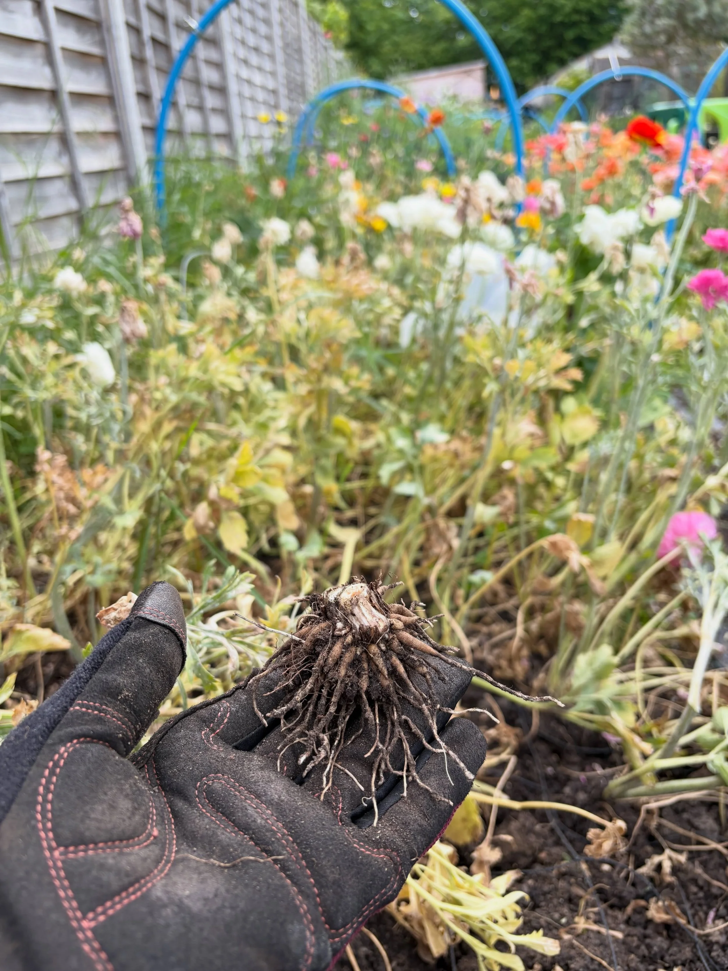 Ranunculus lifting day!

The foliage has finally started to fade, so it&rsquo;s time to carefully dig the corms up and flip this bed over for summer crops.

Every healthy corm gets cleaned off, dried and tucked away ready for next season &mdash; one 