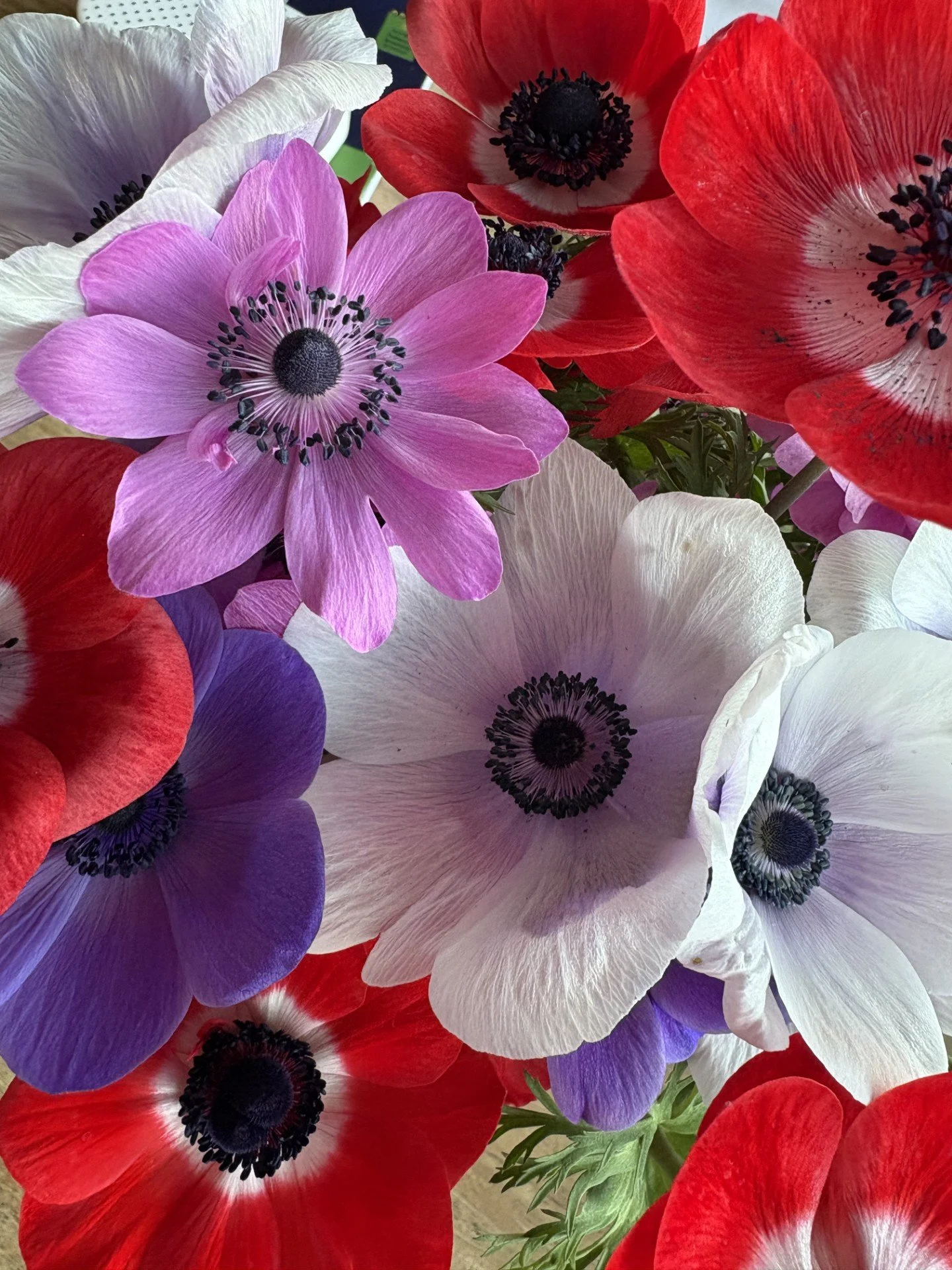 Anemone.jpg