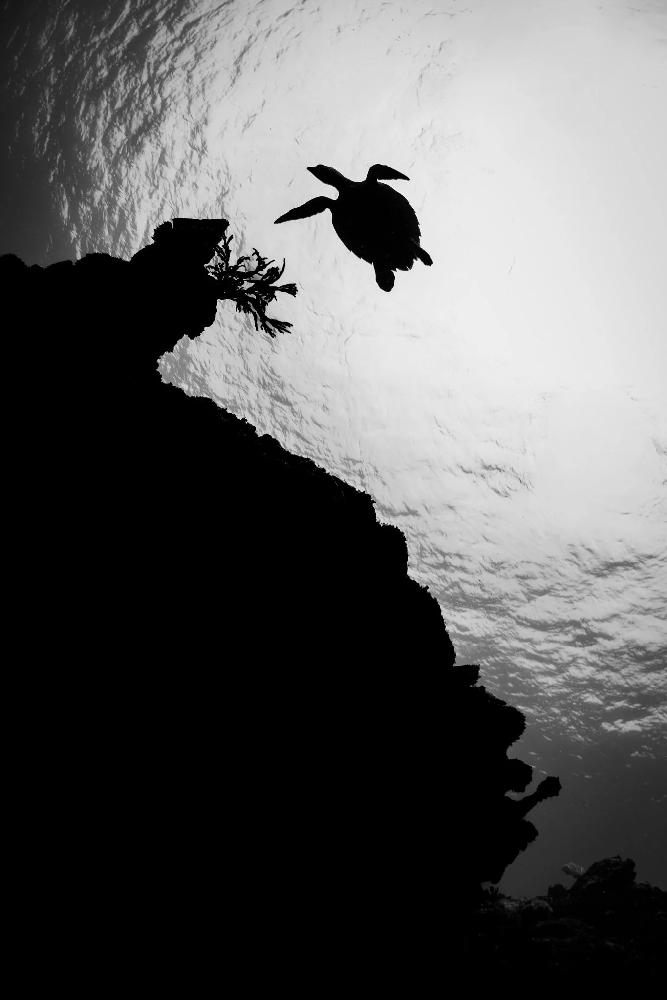 Turtle Sillouette.jpg