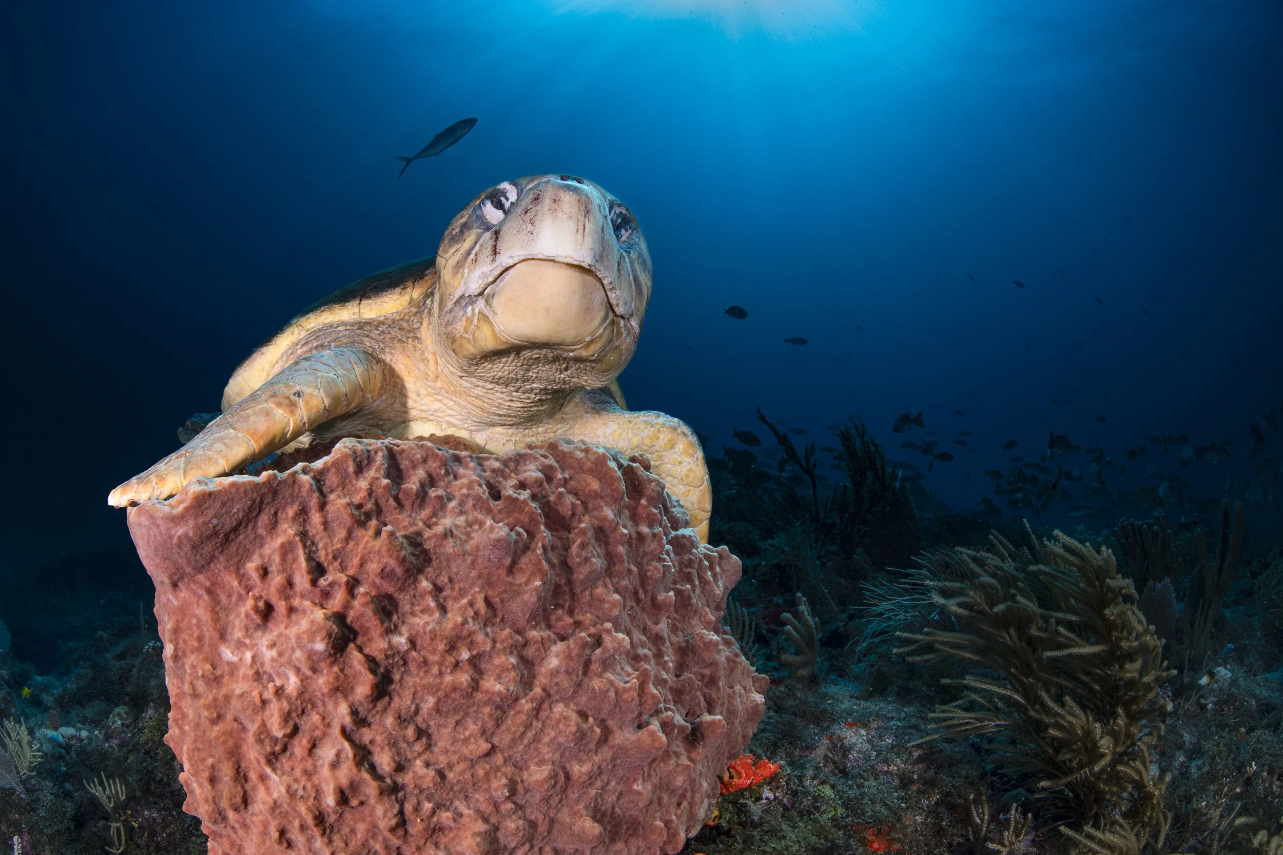 Majestic Loggerhead.jpg