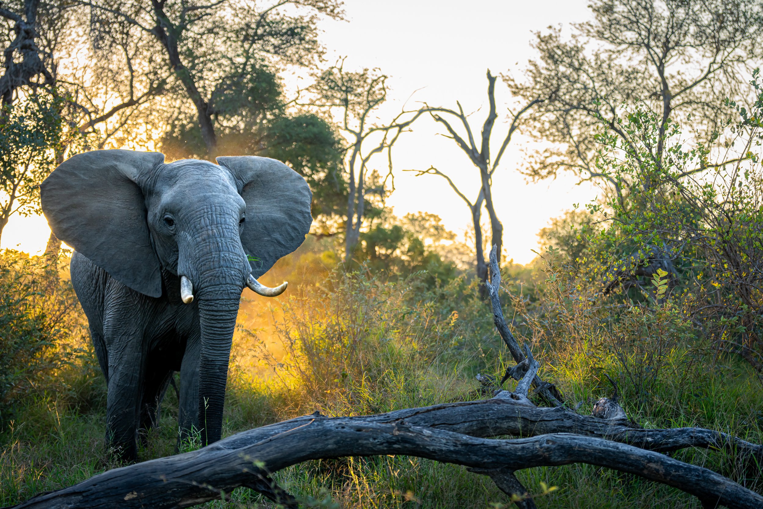 Elephant Evening.jpg