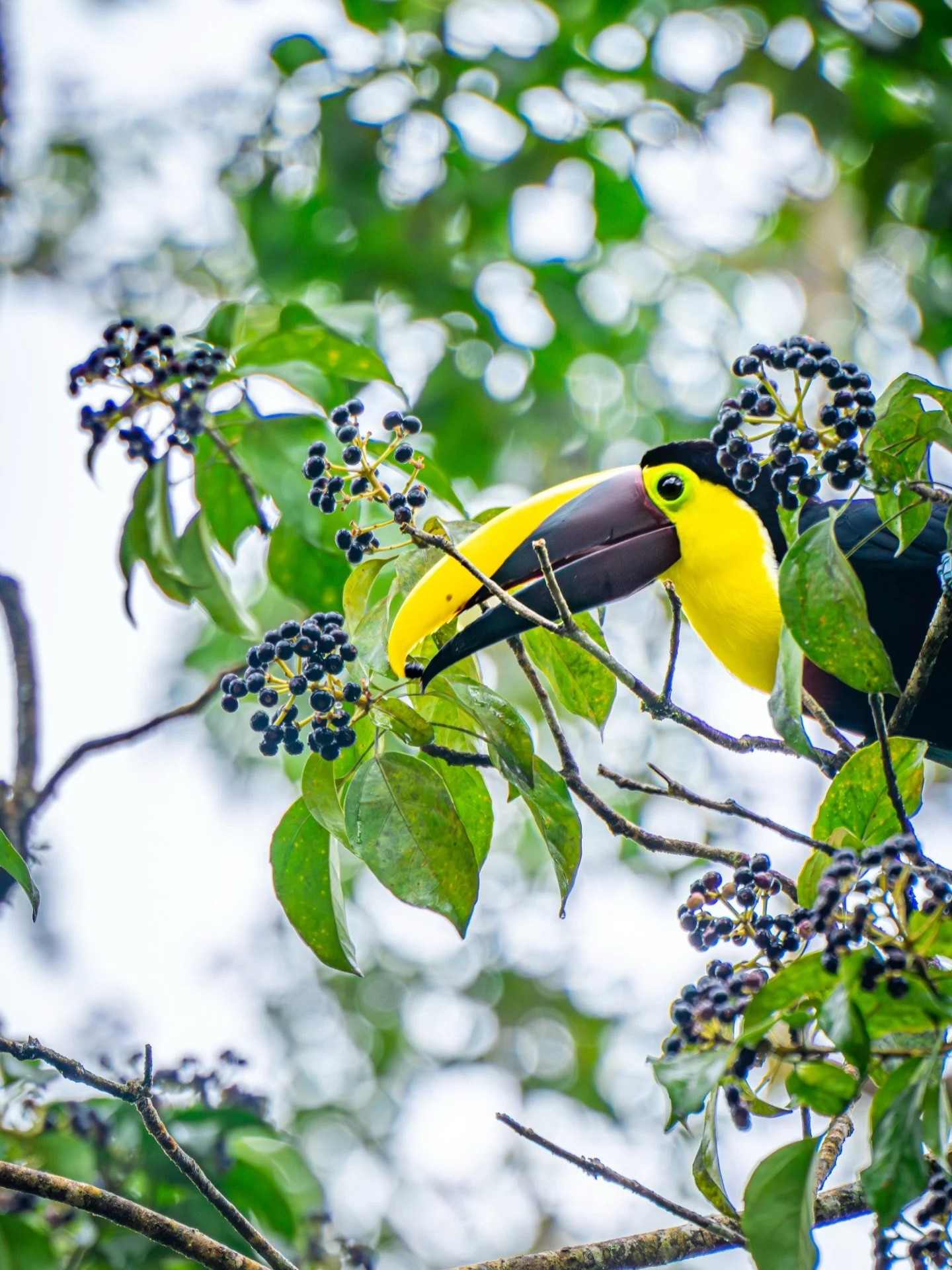 Snack time in the canopy. 

📸 in📍the rainforest🌱of Costa Rica 🇨🇷 

#puravida #birdphotography #toucan