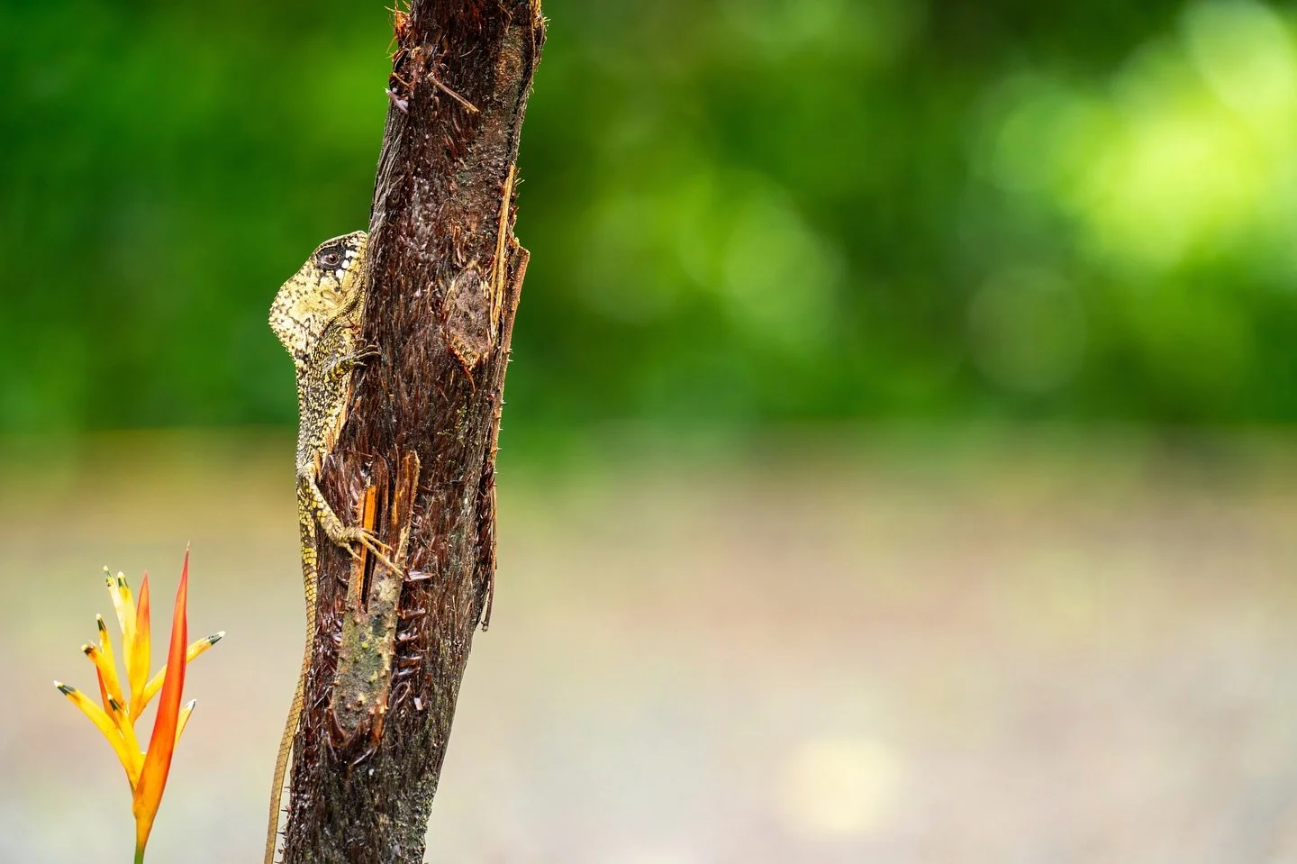 This helmeted iguana was happy to stay still for the camera, and I was grateful. One of the many amazing wildlife encounters had while in Costa Rica the past few days. 

#costarica #puravida #lizzardsofinstagram