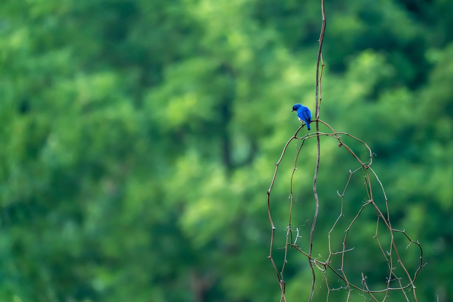 Pretty little blue bird perched among the lush greenery of a north Georgia forest. 

📍 Dahlonega, GA

#sonya7rv #sonyalpha #birdphotographer