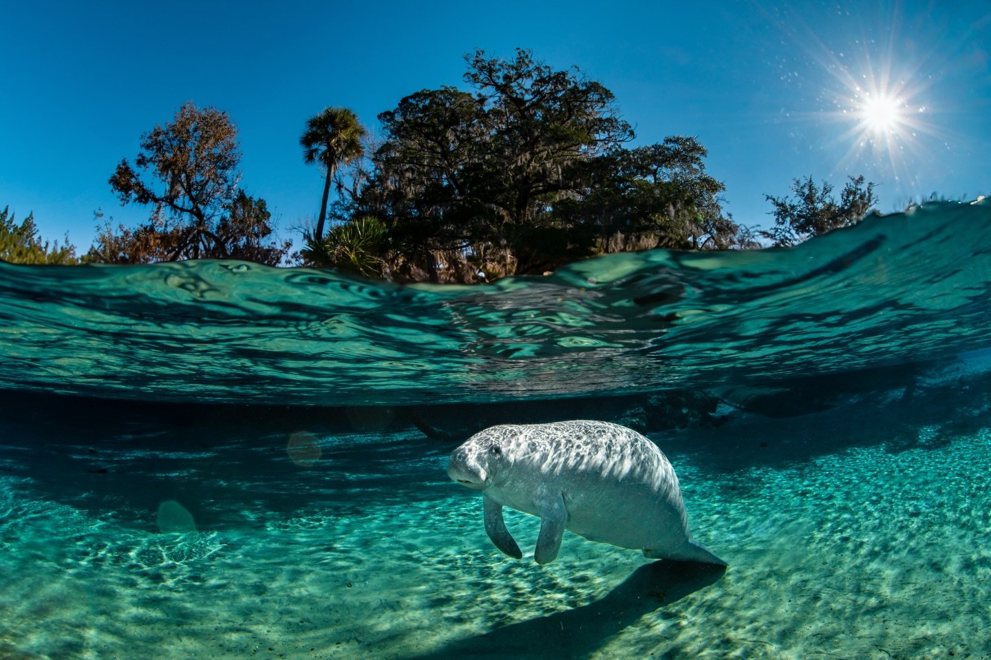 Chilly Florida winter mornings are best spent here, with the sweetest visitors. 

Manatees gather in freshwater springs during winter because the constant 72&deg;F water provides a warm refuge when surrounding ocean temps drop below what their cold-s