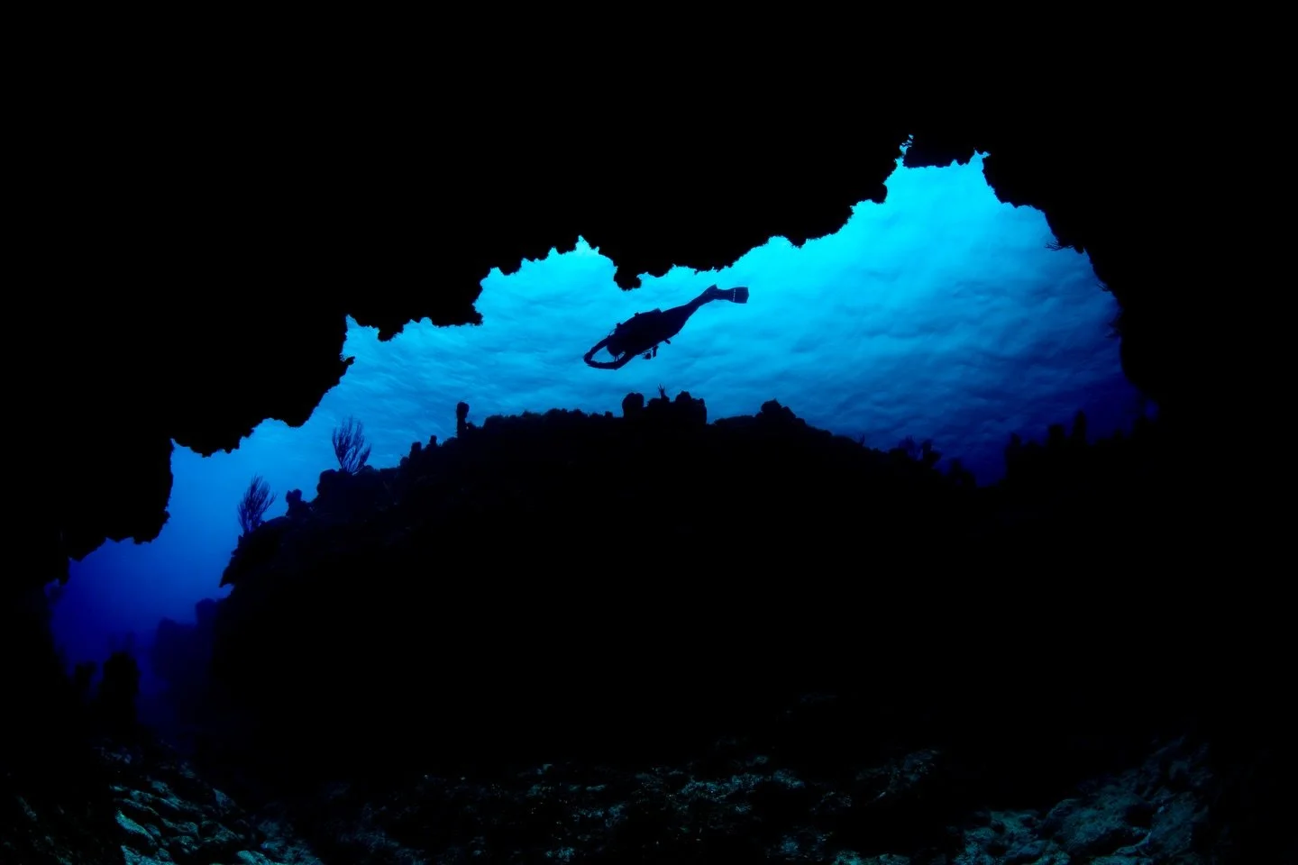 When @alexmustard1 tells you to turn your strobes off underwater, you listen. 

So grateful to be in Grand Cayman learning and growing and doing what I love! 2 days down, 4 more to go. 

#caymancaves #alexmustardworkshop #neverstoplearningandgrowing