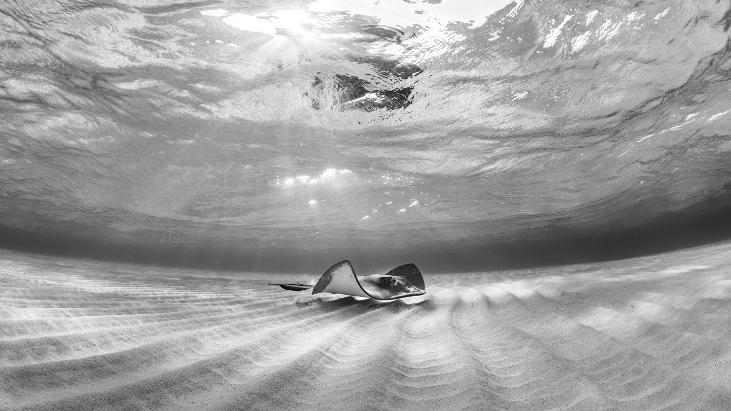 What a spectacular way to wrap up a wonderful week of learning and growing as a photographer with @alexmustard1 in Grand Cayman. Stingray city did not disappoint, and was well worth the 5am wake-up call! 

#stingraycity #grandcayman #alexmustardworks