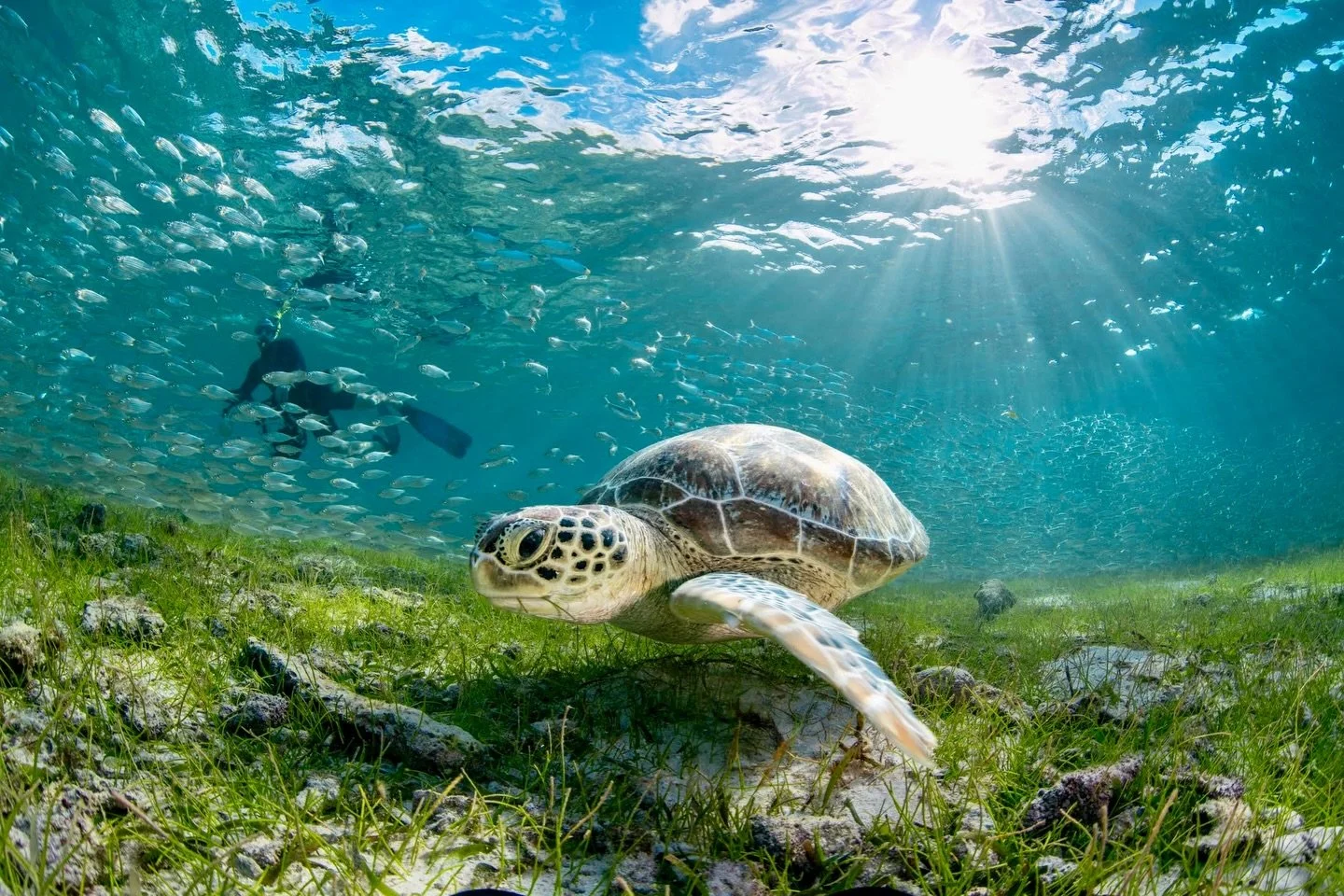 What a lovely way to end my time in Cayman. Sunrise snorkel with photographer friends - both old and new - shooting the sweetest green turtles enjoying the sea grass. 

#grandcayman #spottsbeach #takemeback