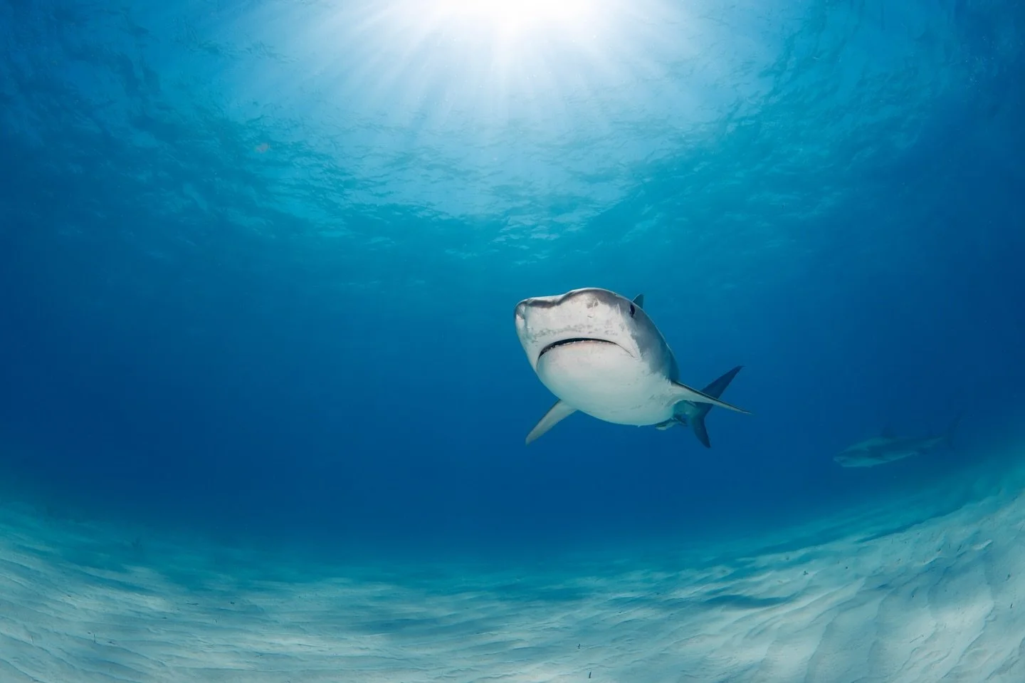 Light above, white sand below, and a perfect pass in between. Moments like this are what make Tiger Beach so special. 💕 🦈 

#tigerbeach #sharkphotography #tigershark #itsbetterinthebahamas #epicdiving