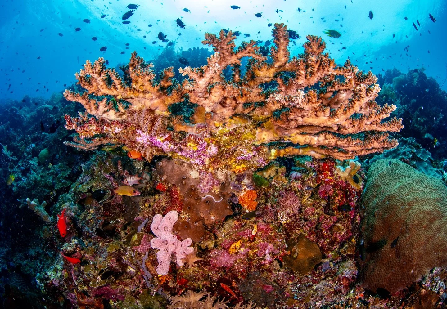 Missing these vibrant Balinese reefscapes. 😍

#bali #indopacific #colorsofthesea