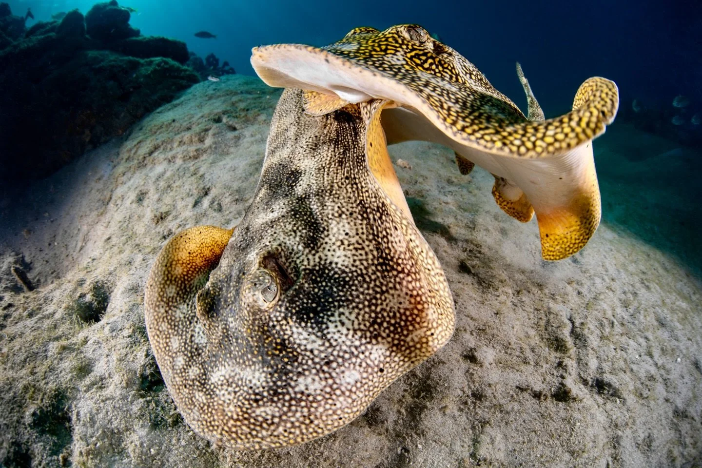 Love bites. 💕 

Two yellow rays in a rare courtship moment&mdash;the male gently clasping down onto the female&rsquo;s pectoral wing, as they prepare to mate. Love looks different everywhere. Happy Valentine&rsquo;s Day!

#valentinesday #loveinnatur