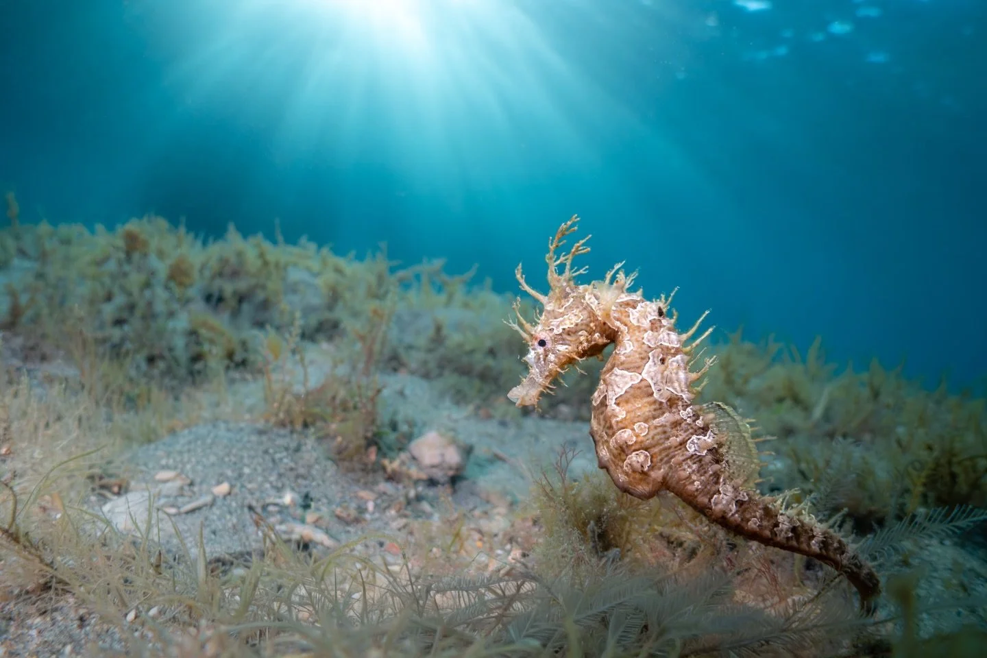 Wishing a joyful Lunar New Year to all who celebrate. 🐎✨

The Year of the Horse represents strength, momentum, and moving forward with purpose. As I continue growing in my underwater photography journey, I&rsquo;m leaning into that spirit &mdash; st