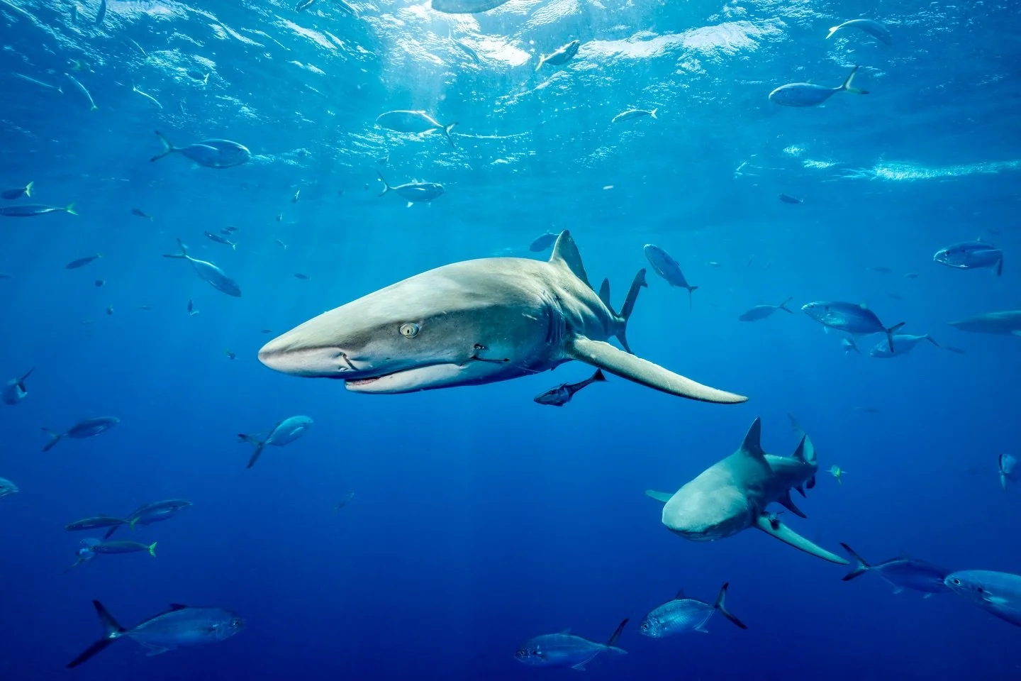 Lovely lemons lingering at the surface &mdash; with one carrying a quiet reminder of how human encounters follow sharks beneath the waves.

Captured at the start of lemon season on a pristine blue-water day in Jupiter with @wildlifewithryan. 

#shark