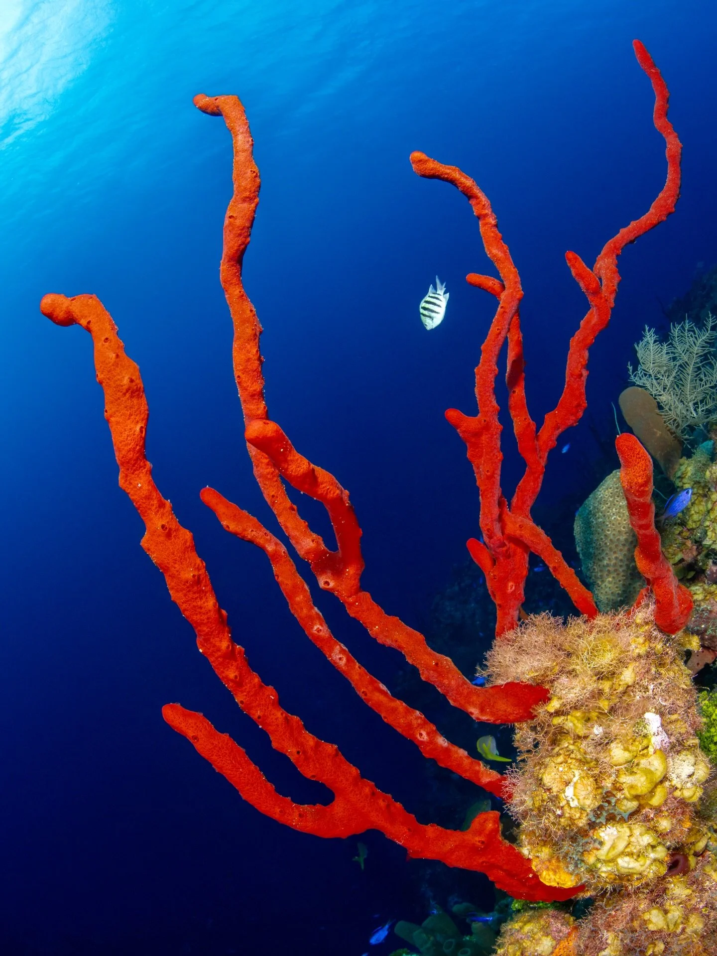 &ldquo;Crimson in the Blue&rdquo; 🪸 

An impressive bright red sponge rises up from the reef, creating a beautiful contrast with the deep Caribbean blue. 
Taken along the deep walls of Grand Cayman. 

#reefscape #underwaterart #grandcayman #contrast