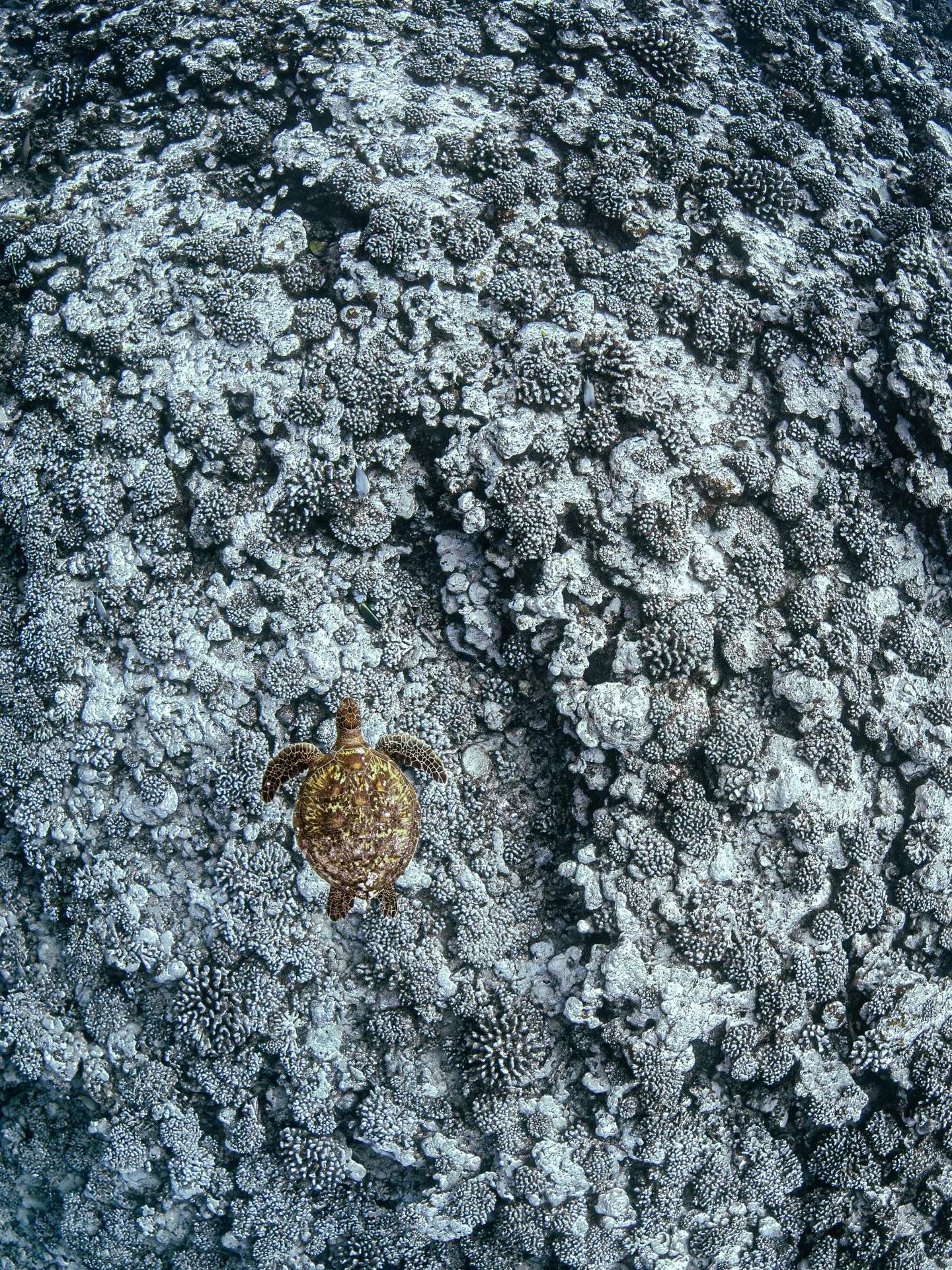 A juvenile hawksbill turtle crosses a reef drained of its color in Moorea, French Polynesia &mdash; a reminder that even the most remote places are not untouched. 

#coralbleaching #frenchpolynesia #coralreefawareness #protectwhatyoulove #oceanconser