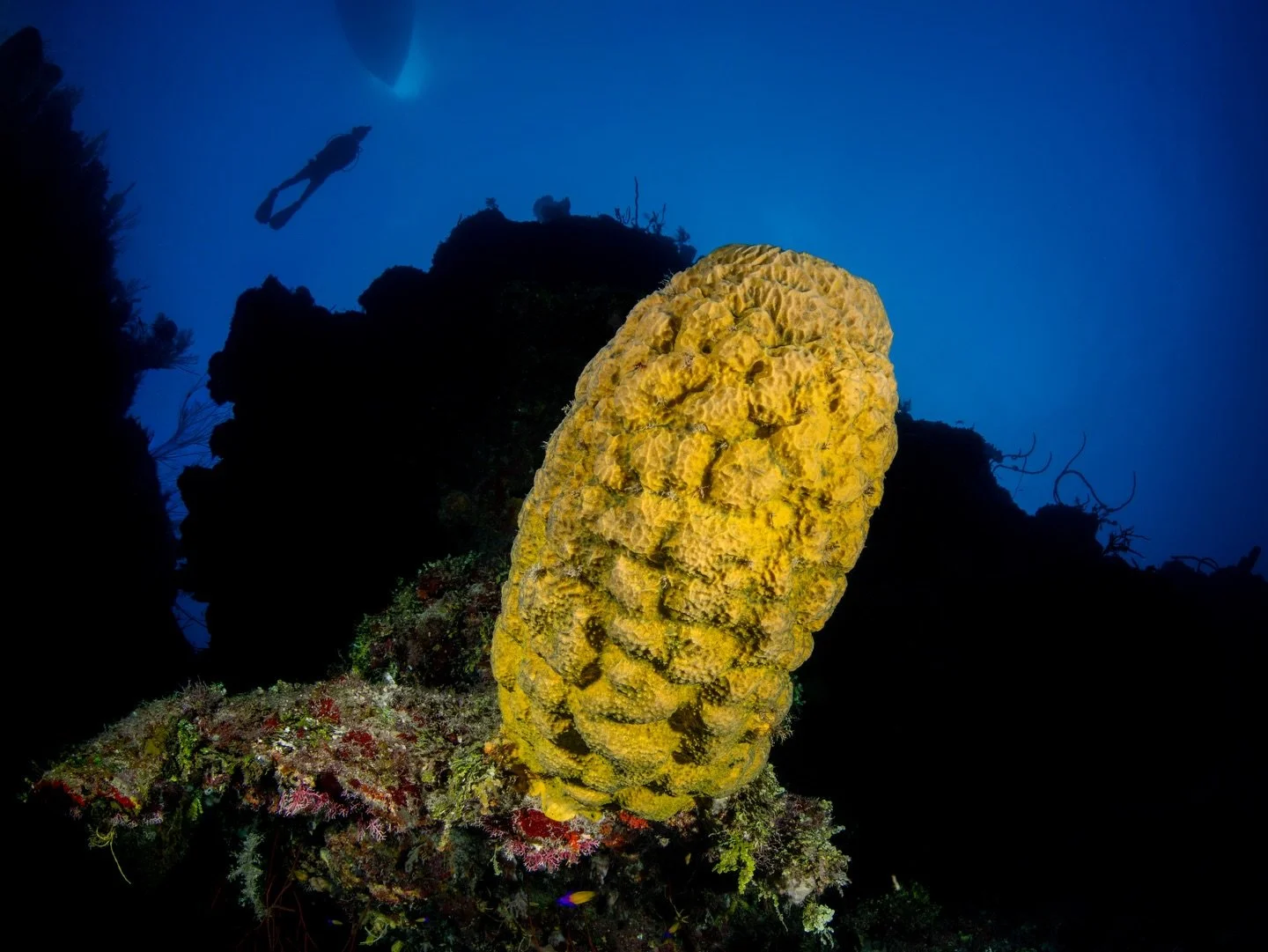 Not your typical reef shot&hellip;

During my lighting workshop with @alexmustard1 in January, one dive along the Cayman wall was dedicated to shifting perspective&mdash;focusing on inward lighting rather than the bright, evenly lit, colorful reefsca