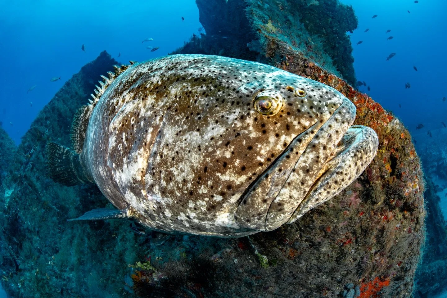 So much fun diving with these behemoths on the deep Jupiter wrecks.

I couldn&rsquo;t decide which I liked better&mdash;the goliath close-up, or the wider scene that reveals the full wreck. I&rsquo;m usually drawn to images that place animals within 
