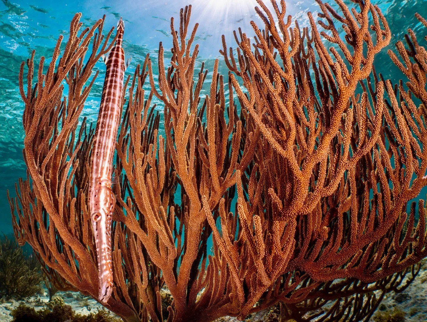 Blending in or standing out?

I spotted this trumpetfish hovering vertically among the sea rods, perfectly mimicking their shape to stay hidden in plain sight.

Fun fact: trumpetfish often swim head-down like this, using vertical structures&mdash;lik