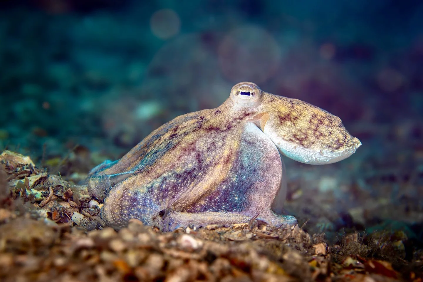 It&rsquo;s that time of year again&hellip; the octos are back under the bridge! Can&rsquo;t wait to spend more time with my favorite shapeshifting friends underwater. ✨ 🐙 

#octopus #blueheronbridge #muckdiving