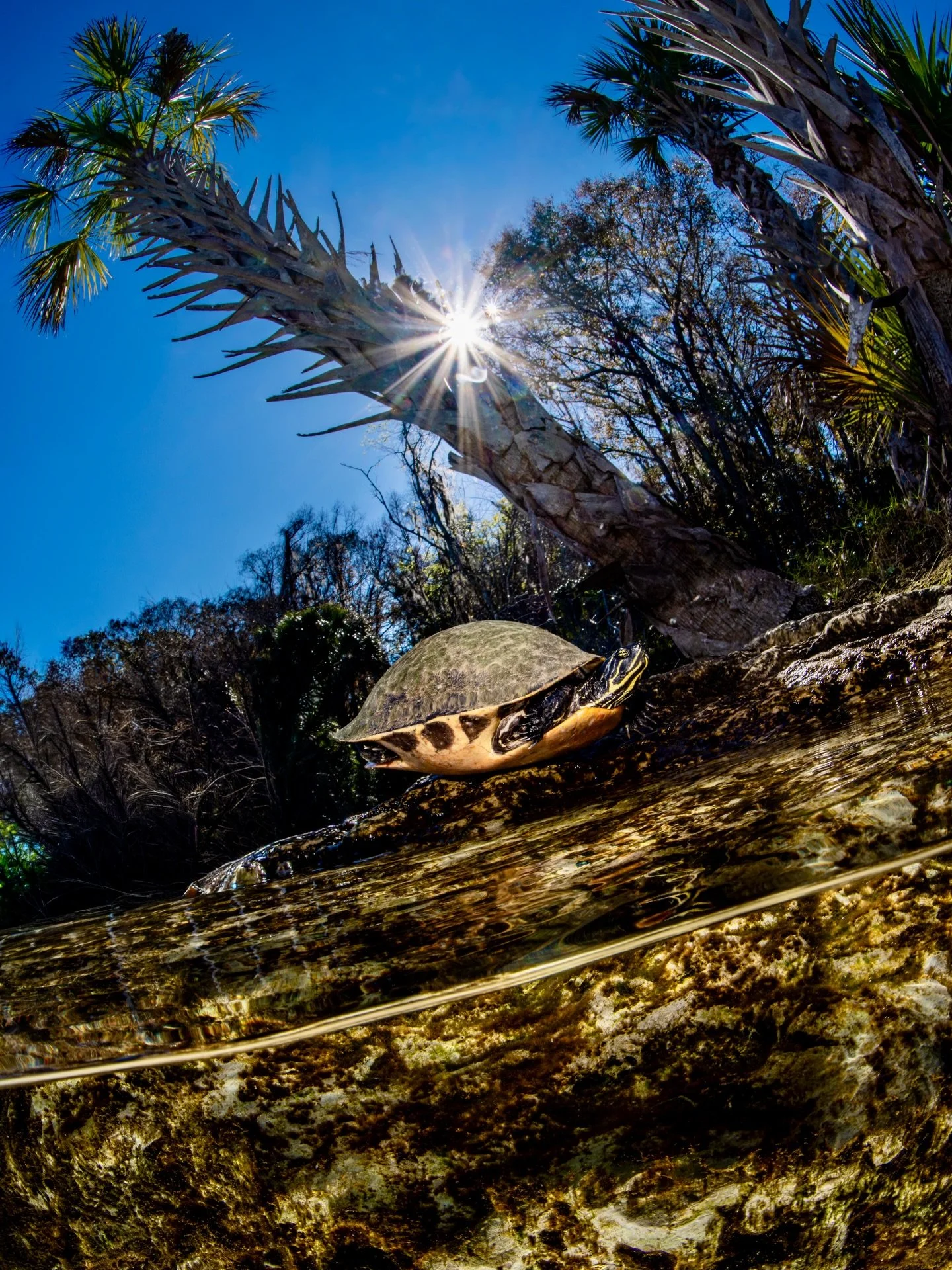 Summertime is almost here, and I can&rsquo;t wait to slow down and spend some quality time basking in the Florida sun&mdash;just like this adorable little guy. ☀️🌴 

#floridacooter #turtletime #vitamind #floridasprings