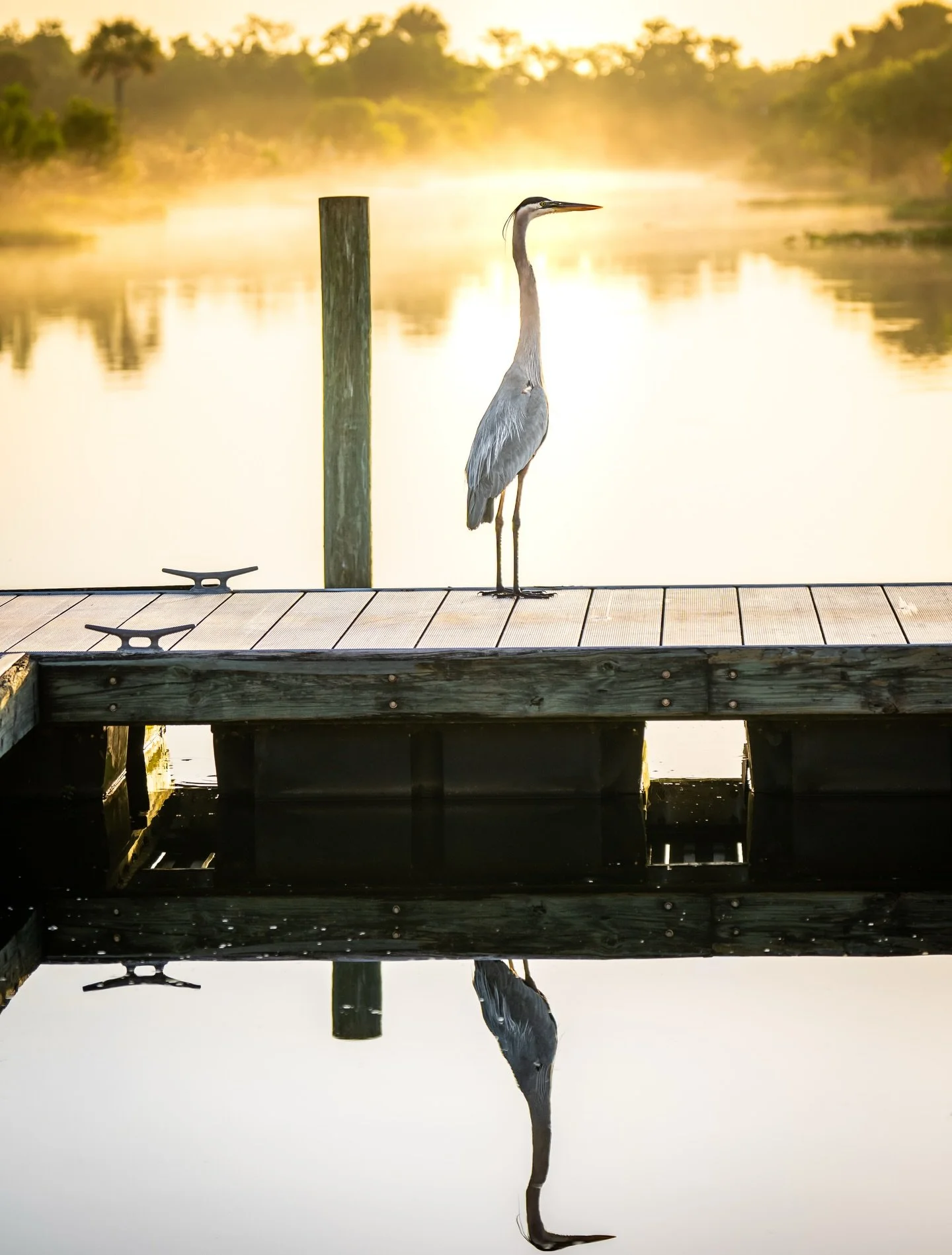 Reflections. ✨ 

#therealflorida #birdphotography #greatblueheron