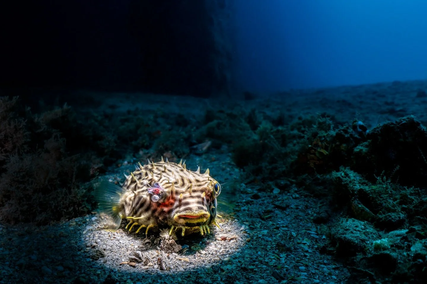 I&rsquo;m used to a cheerful welcome from the little burrfish that reside under the bridge - looking almost happy, with their wide mouths, sparkling iridescent eyes and curious personalities.
This one stopped me.
A small, sobering glimpse of the impa