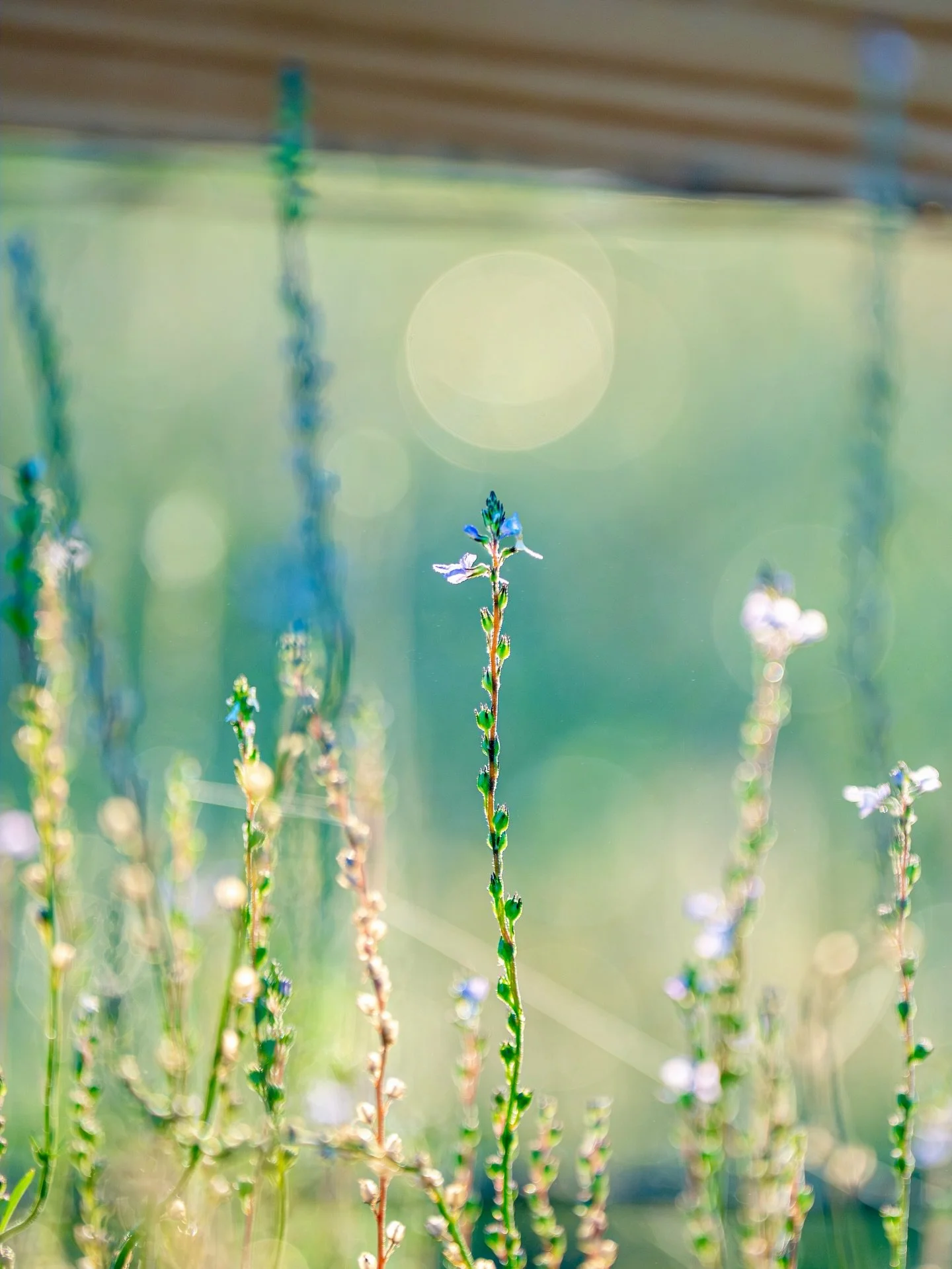 A single stem catching the morning glow, captured along the untamed edges of the Florida wilderness. 

#therealflorida #wildflowers #naturephotography