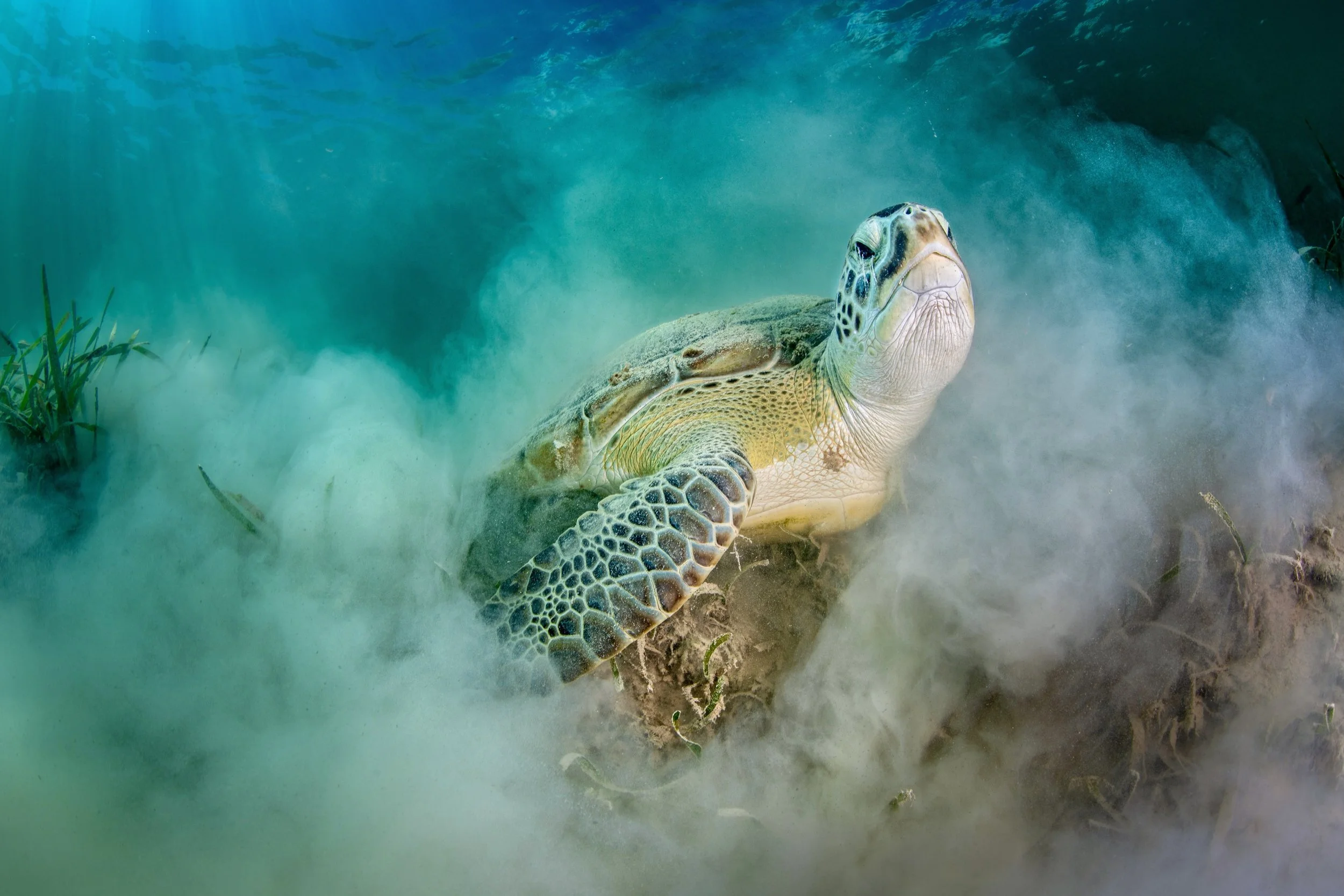 Emergence. 

This green turtle vanished beneath the sand&mdash;whether to shake off the remoras or find a retreat from the persistent tourists, I can only guess. I was hovering in front of it when it erupted back into view, sand cascading from its fa