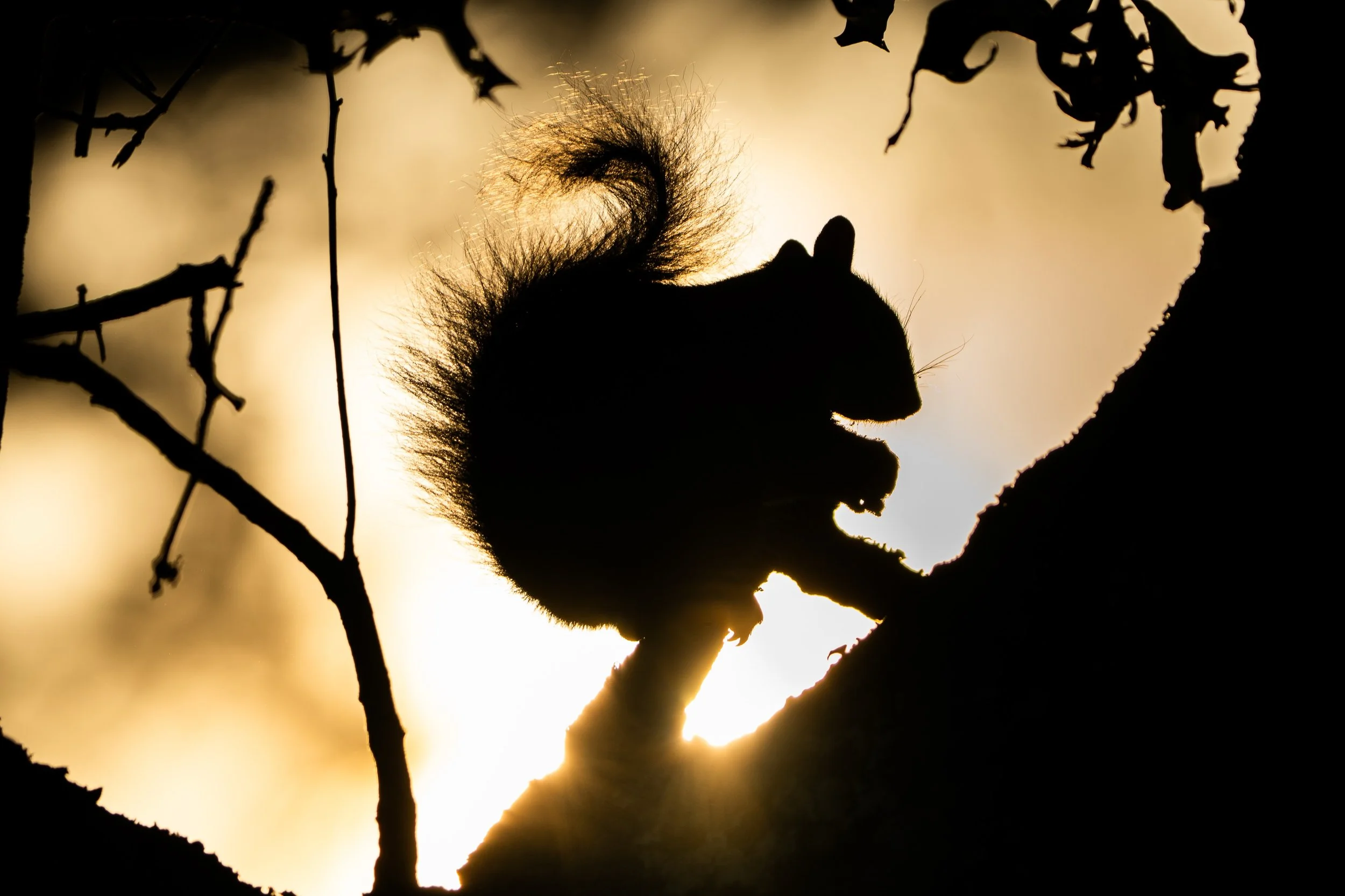As photographers, we&rsquo;re often drawn to the rare subjects &mdash; elusive birds, apex predators, and wildlife seen only in fleeting moments. But every now and then, slowing down reminds us that even the most familiar creatures can become extraor