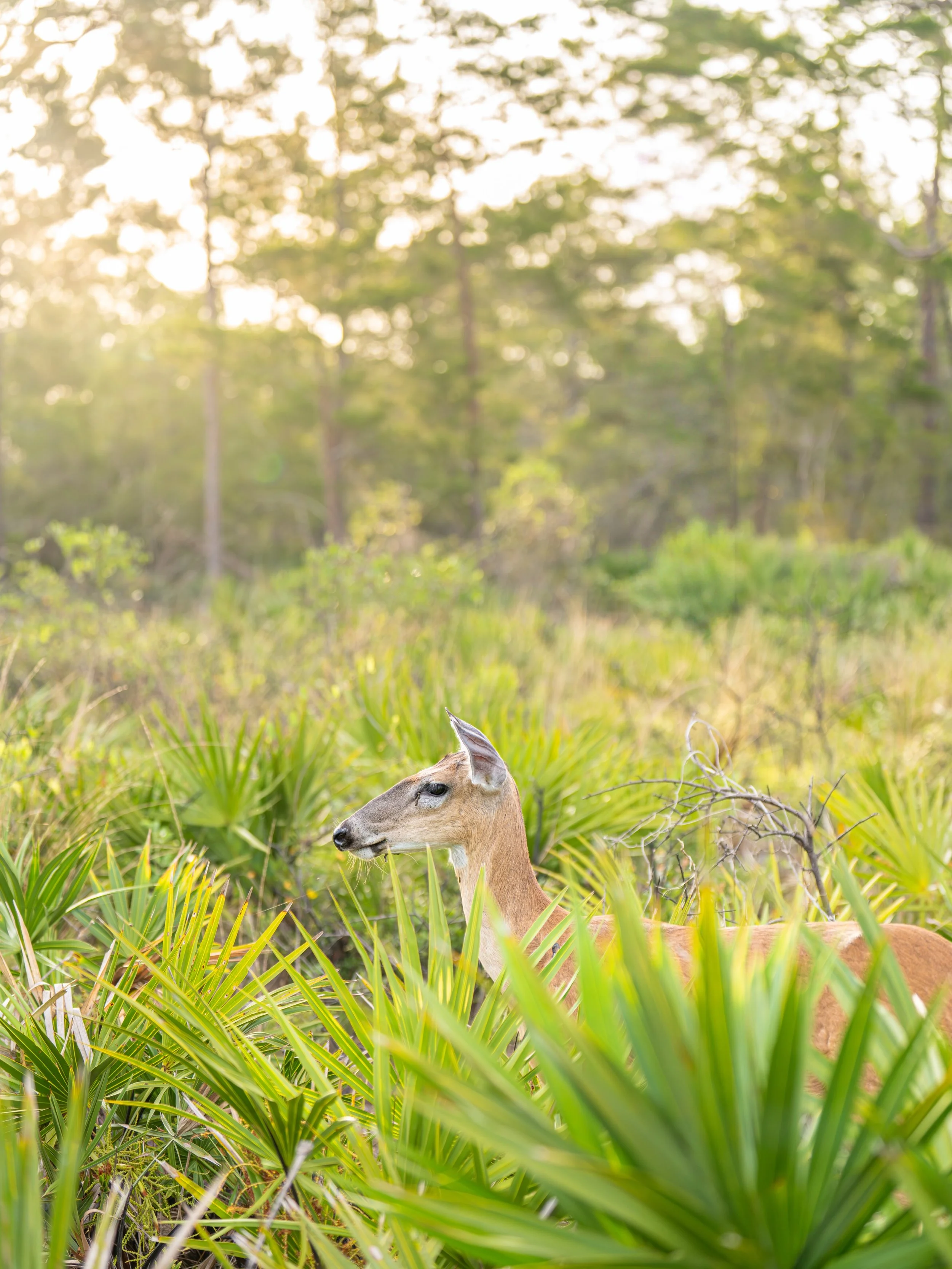 The sweetest campsite visitor. 

📍 Jonathan Dickinson State Park

#therealflorida #floridastateparks #deerphotography