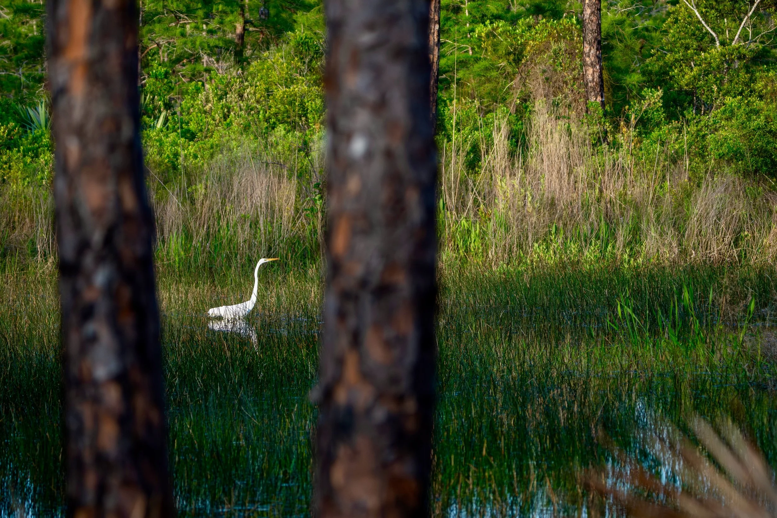 A lone egret wades through the shallow waters of the wetland, patiently waiting for the perfect moment to strike its prey. A quiet moment on a beautiful evening in one of my favorite local spots, where the marsh falls still just before sunset.

📍 Jo
