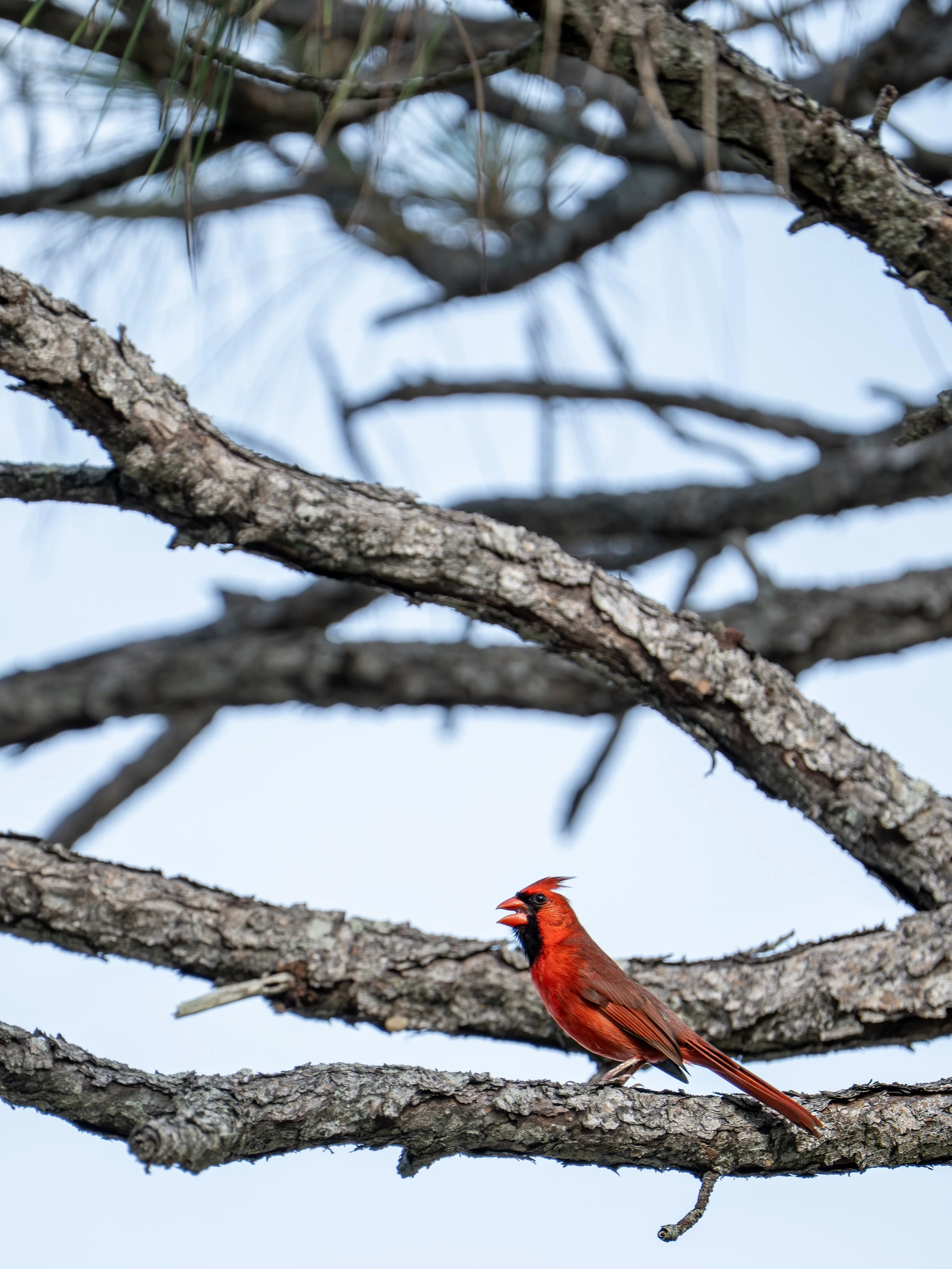 A stunning male cardinal calls out from the pines, claiming its territory and keeping track of its nearby mate. 

#birdohotography #floridabirds #hobesoundphotographer