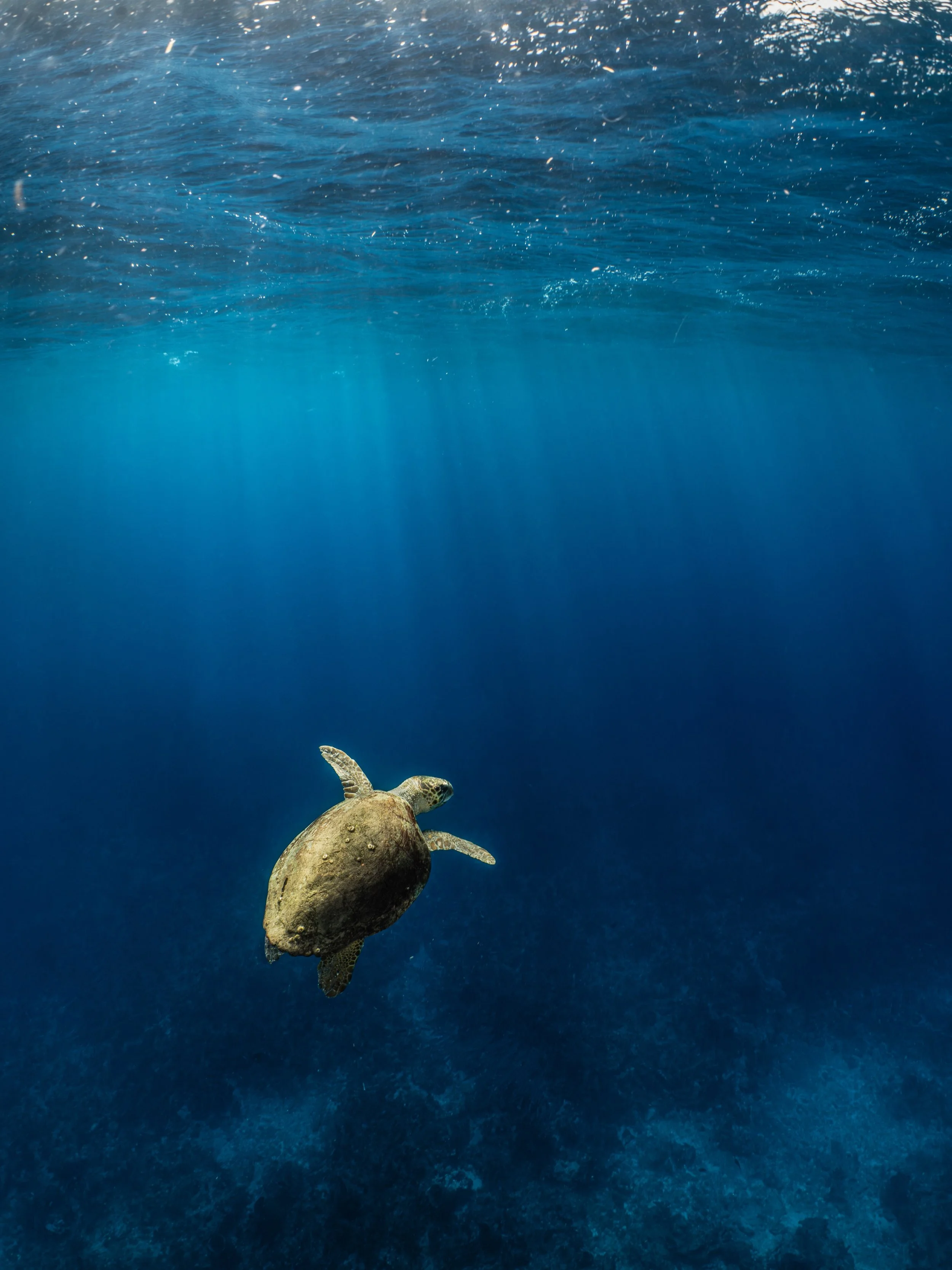 Finally carved out some quality turtle time this season. Slipping away to the backside of the reef &mdash; just me, the ocean, and my camera &mdash; is about as peaceful as an afternoon can get. Sunday was a good one. 💙

#turtleseason #whereifindmyp