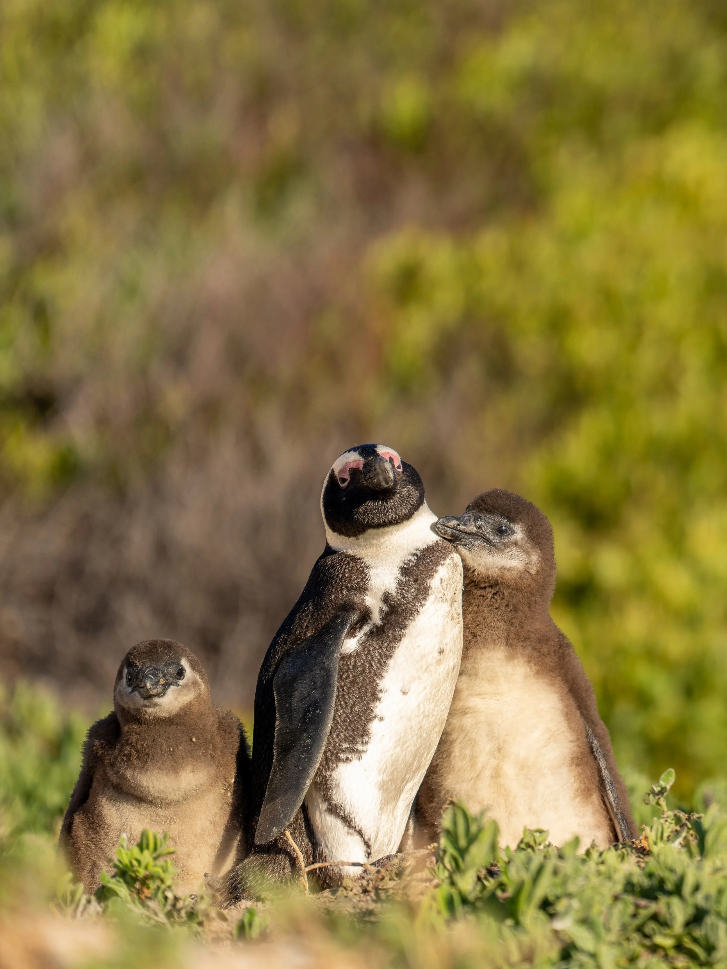 The sweetest family portrait. 🥰 

These endangered beach-dwelling African penguins have stolen my heart! While staying in Simon&rsquo;s Town, I loved waking up to their little squawks, watching them waddle down the beach and most of all observing th