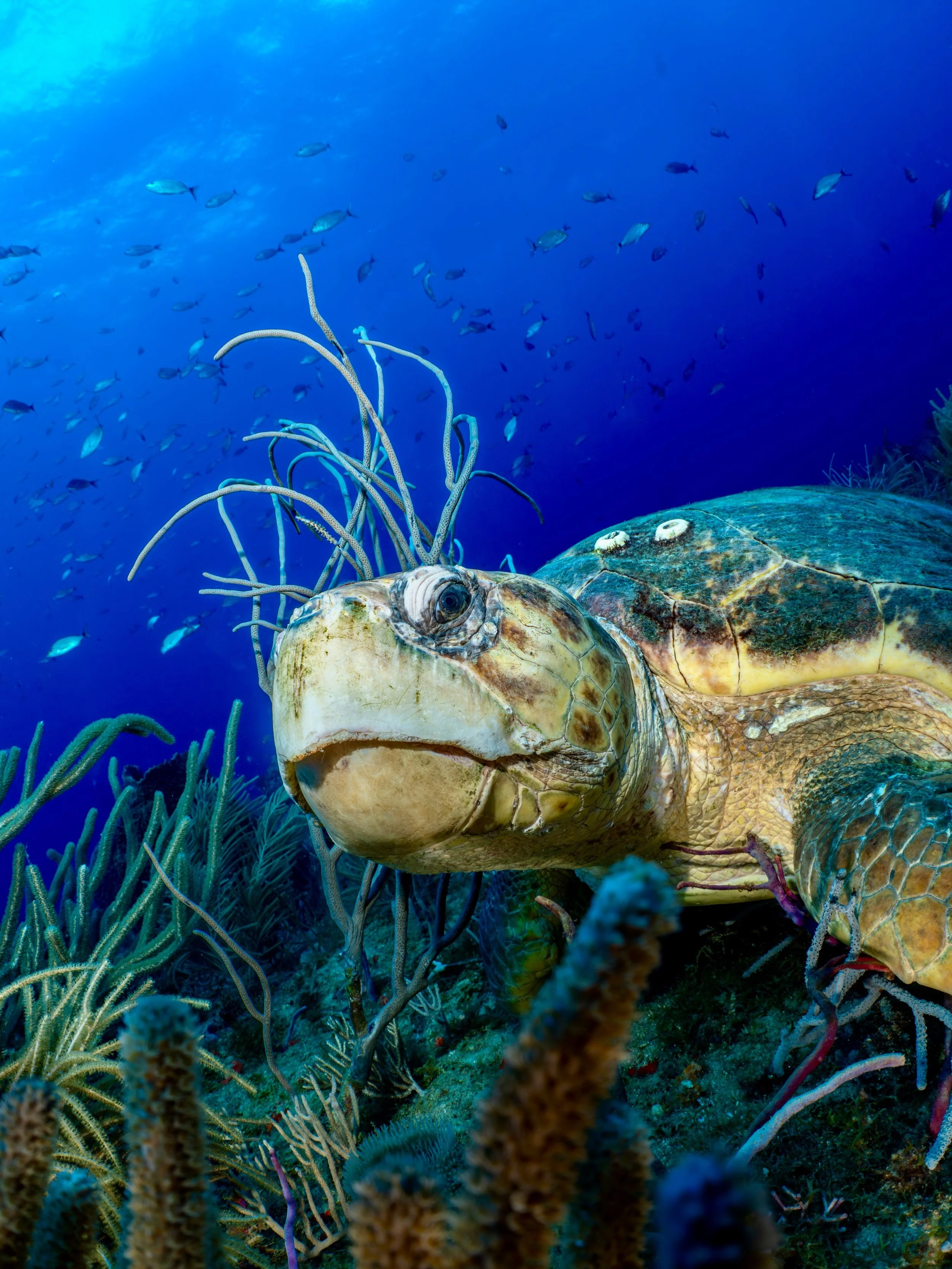 Having a blast with the wildlife on my current trip to Africa- and I still have a week left of adventures to go - but I must admit, I do miss the ocean. Really hoping my turtle friends stick around for a bit longer until I return! 

#turtlenestingsea