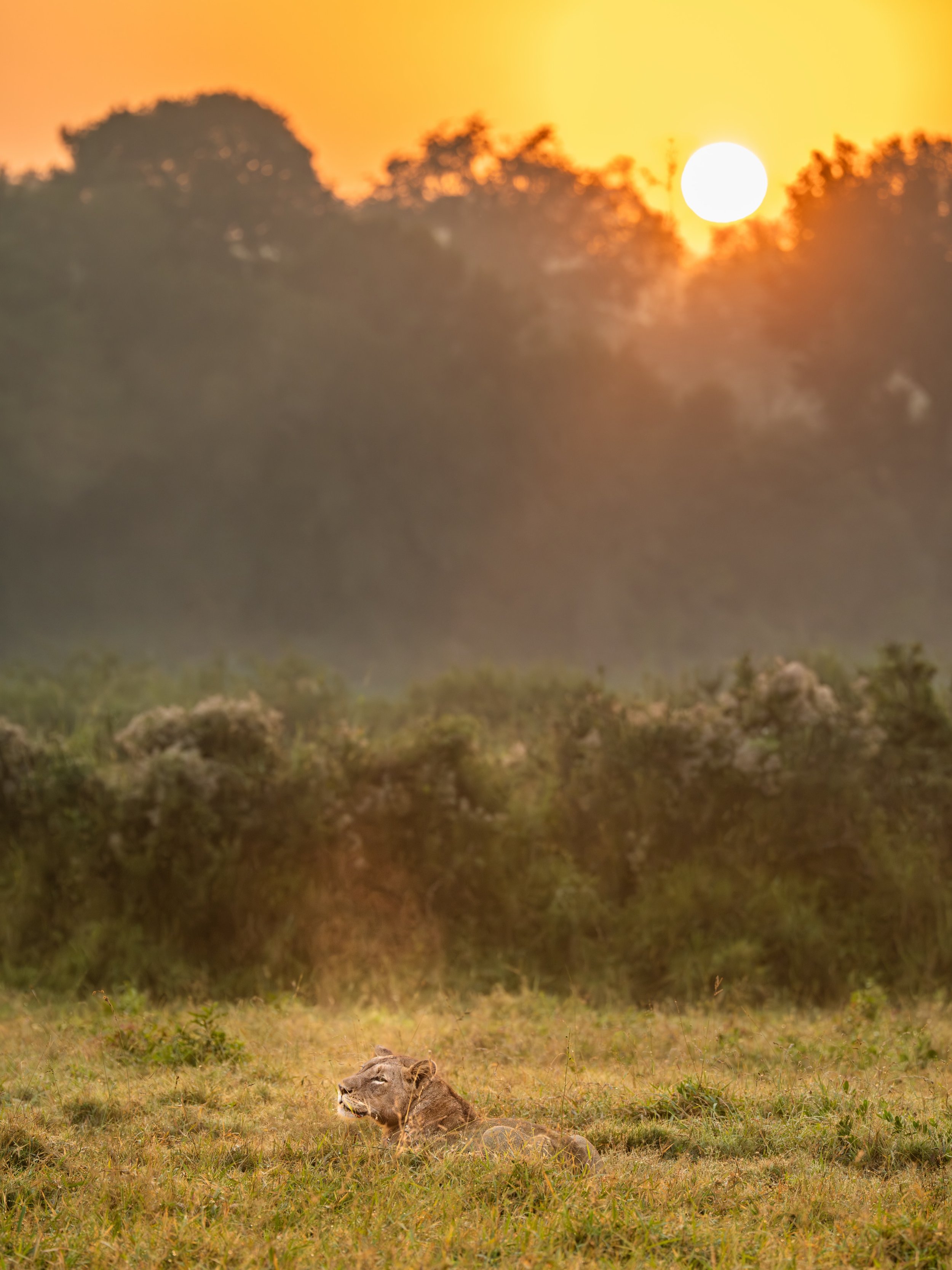 Sunrise in the African bush. 

As this beautiful lionness rested in the crisp winter air, her warm breath drifted upward, just catching the first light of sunrise. A tranquil moment that will stay with me forever. 

#lioness #wildafrica #sabisands