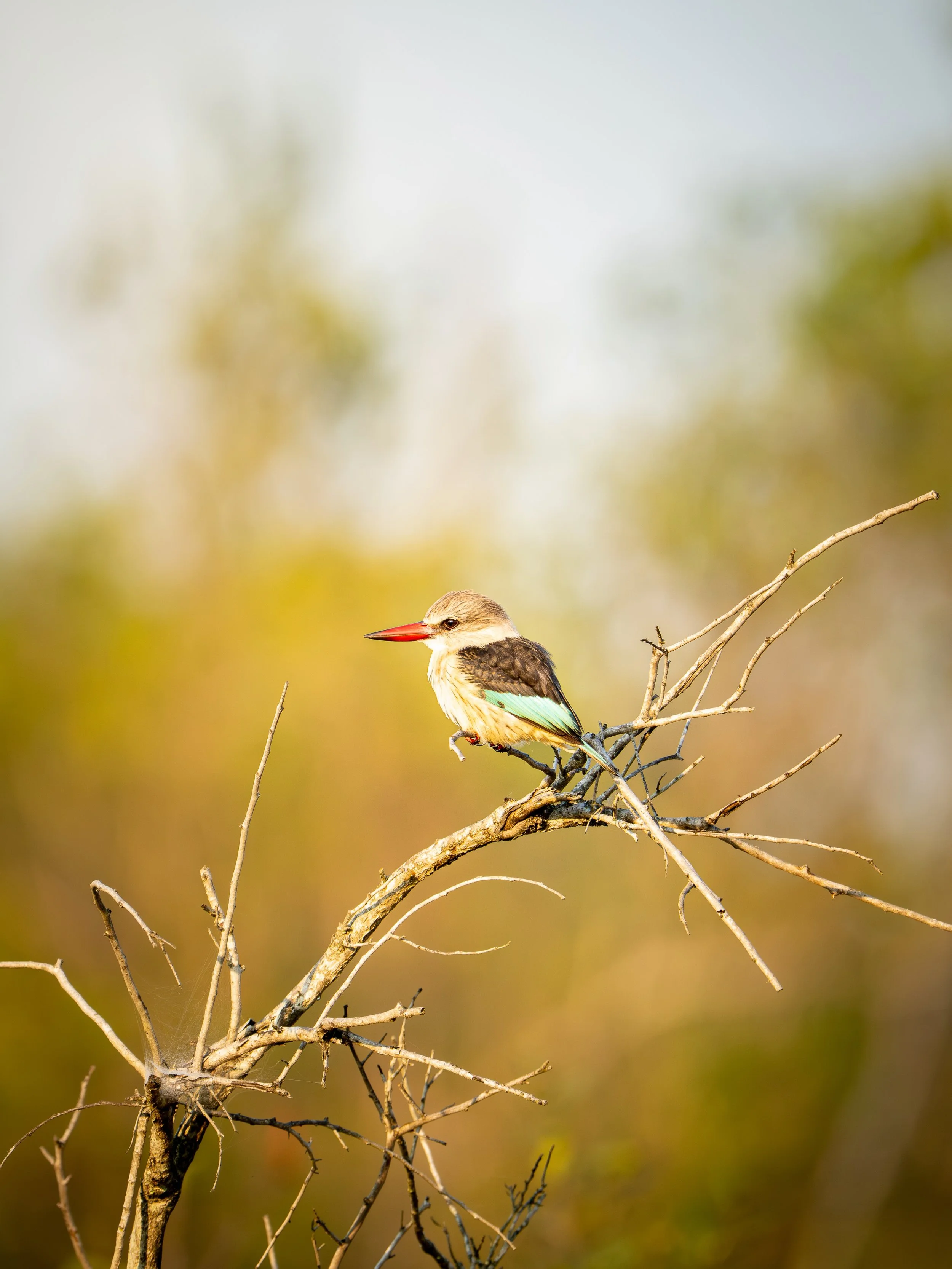 A brown-headed kingfisher in the warm, golden light of dawn. One of the many lovely birds of the South African bushveld. 

#southafrica #birdsofafrica #wildlifephotography