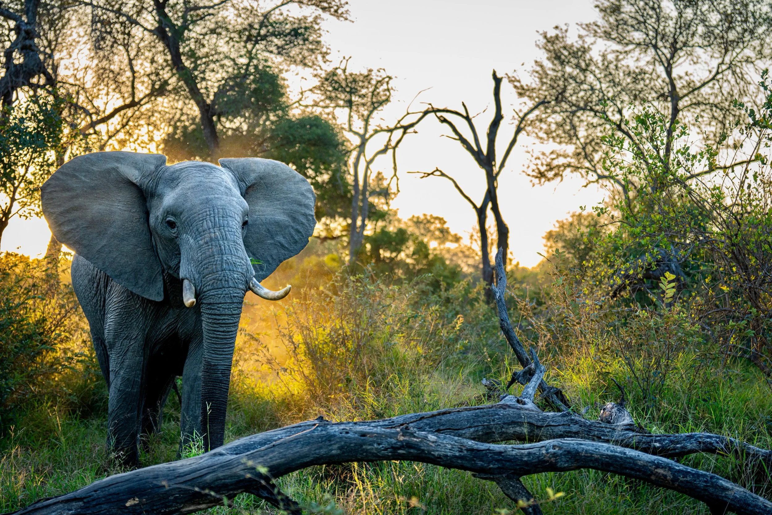 Of all the impressive animal encounters we had in Africa, elephants still remain my #1. Seeing a large bull male elephant for the 1st time is a moment I&rsquo;ll never forget. Intelligent, powerful, and surprisingly graceful and quiet as they meander