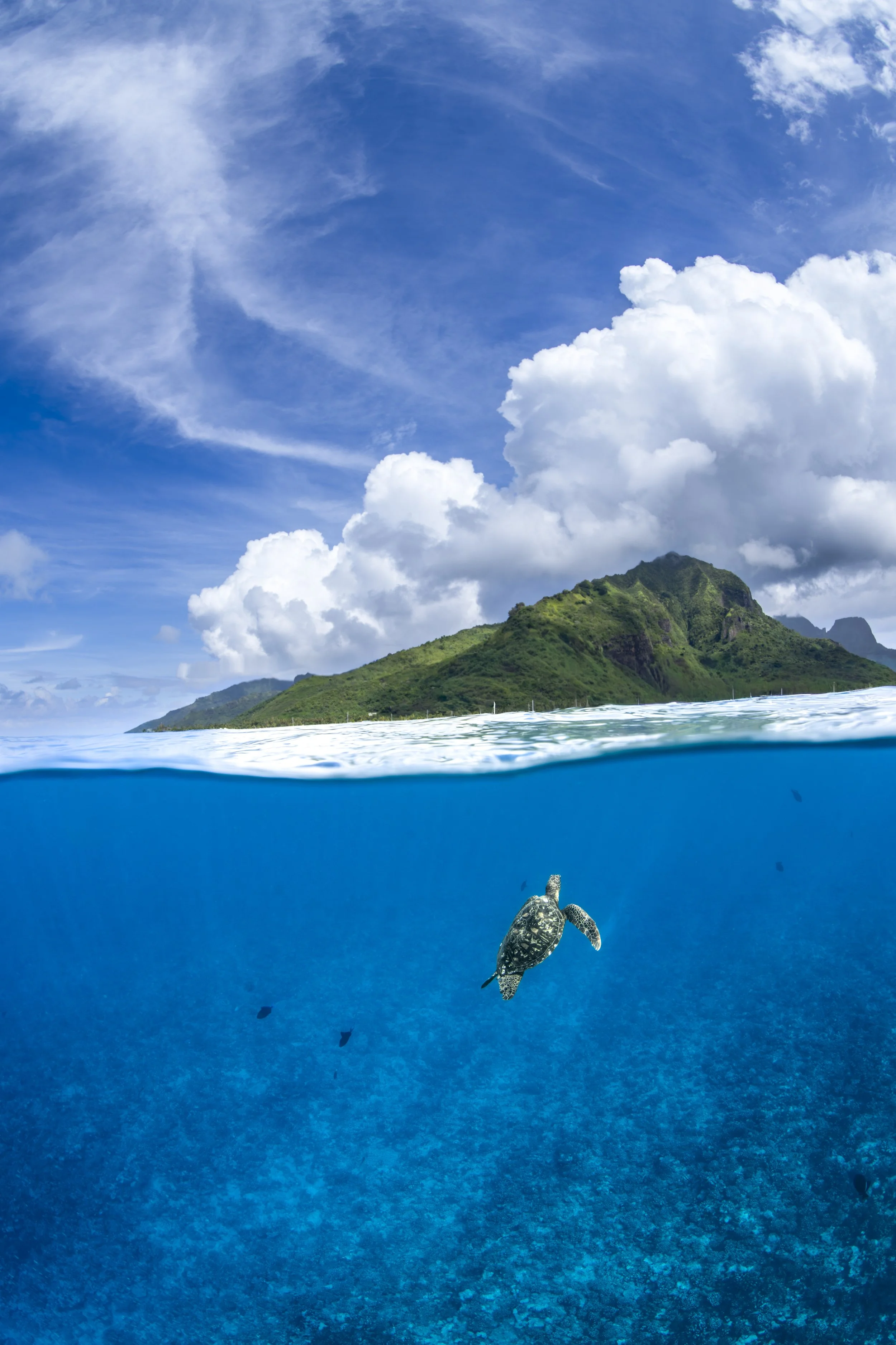 turtle paradise -1.jpg