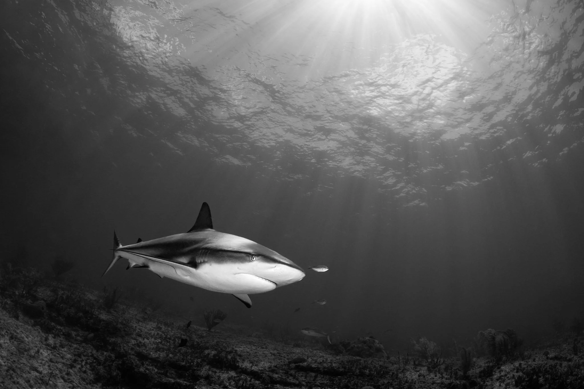 Bahamas Reef Patrol.jpg