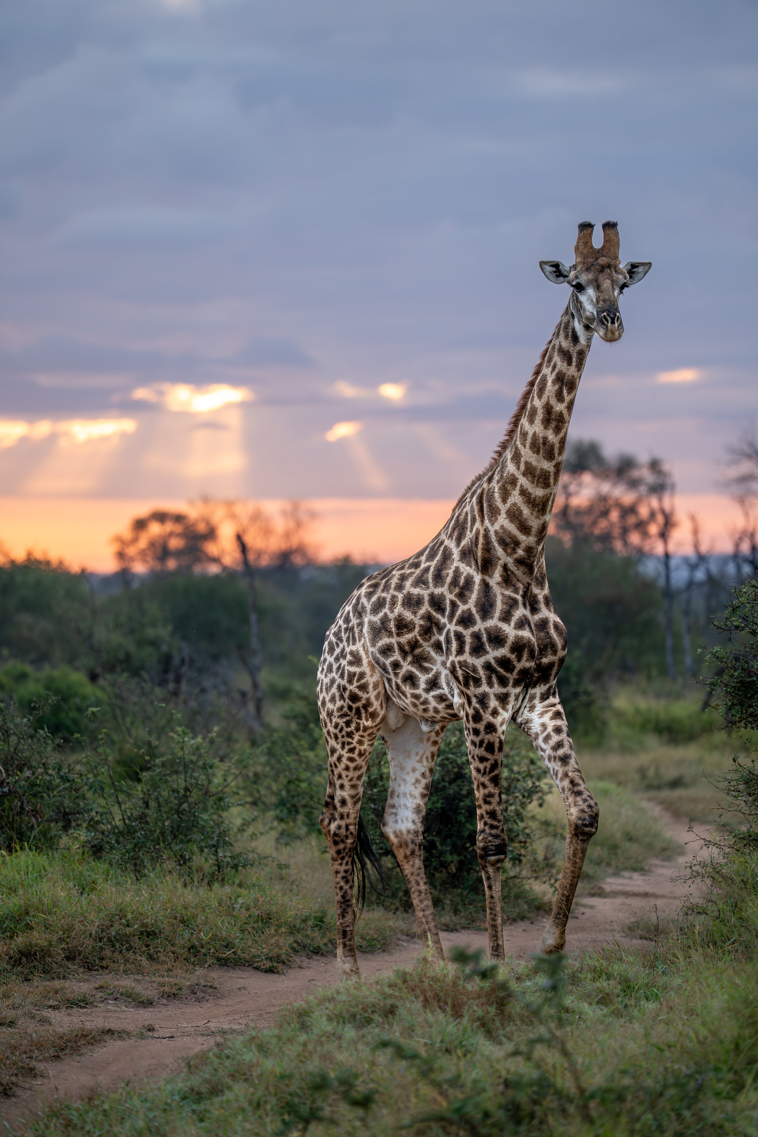 giraffe sunrise-2.jpg