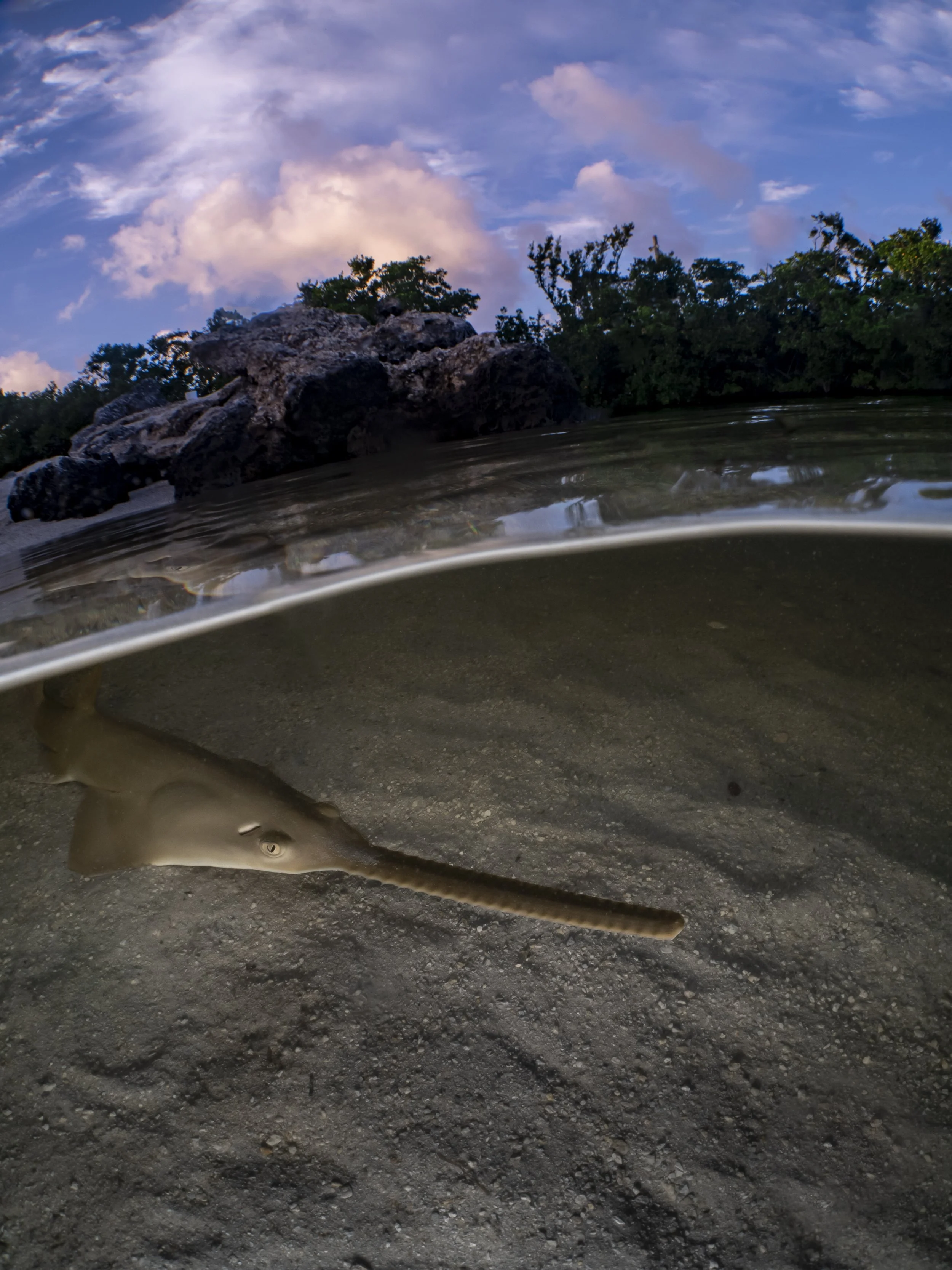 Smalltooth Sawfish at Sunrise.jpg