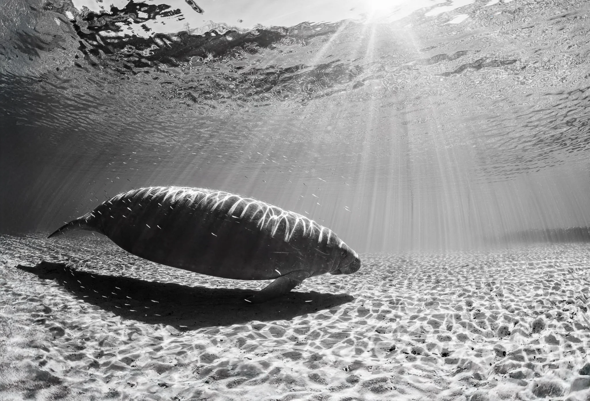 Manatee Sunshine in B&W.jpg