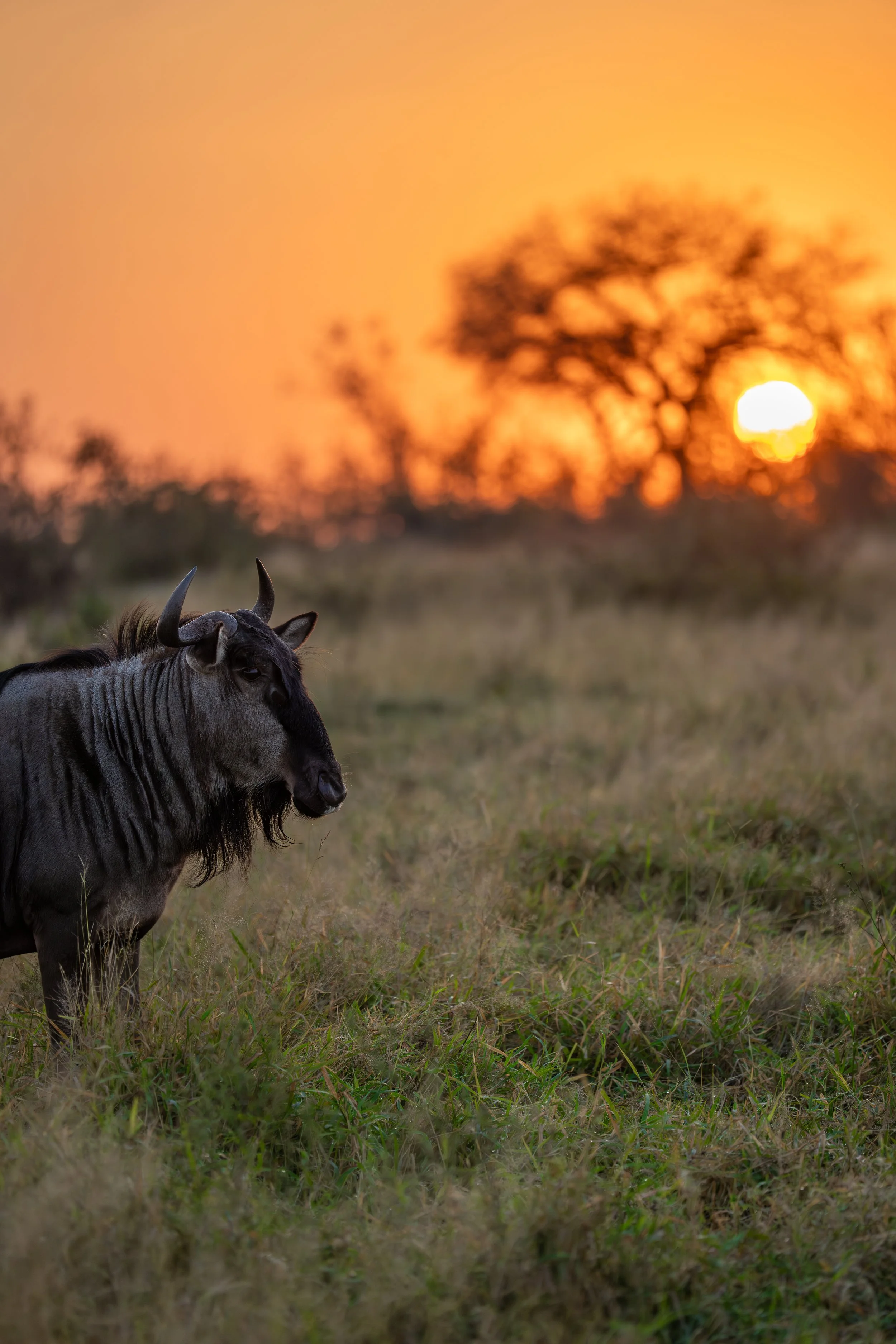 wildebeast sunrise-2.jpg